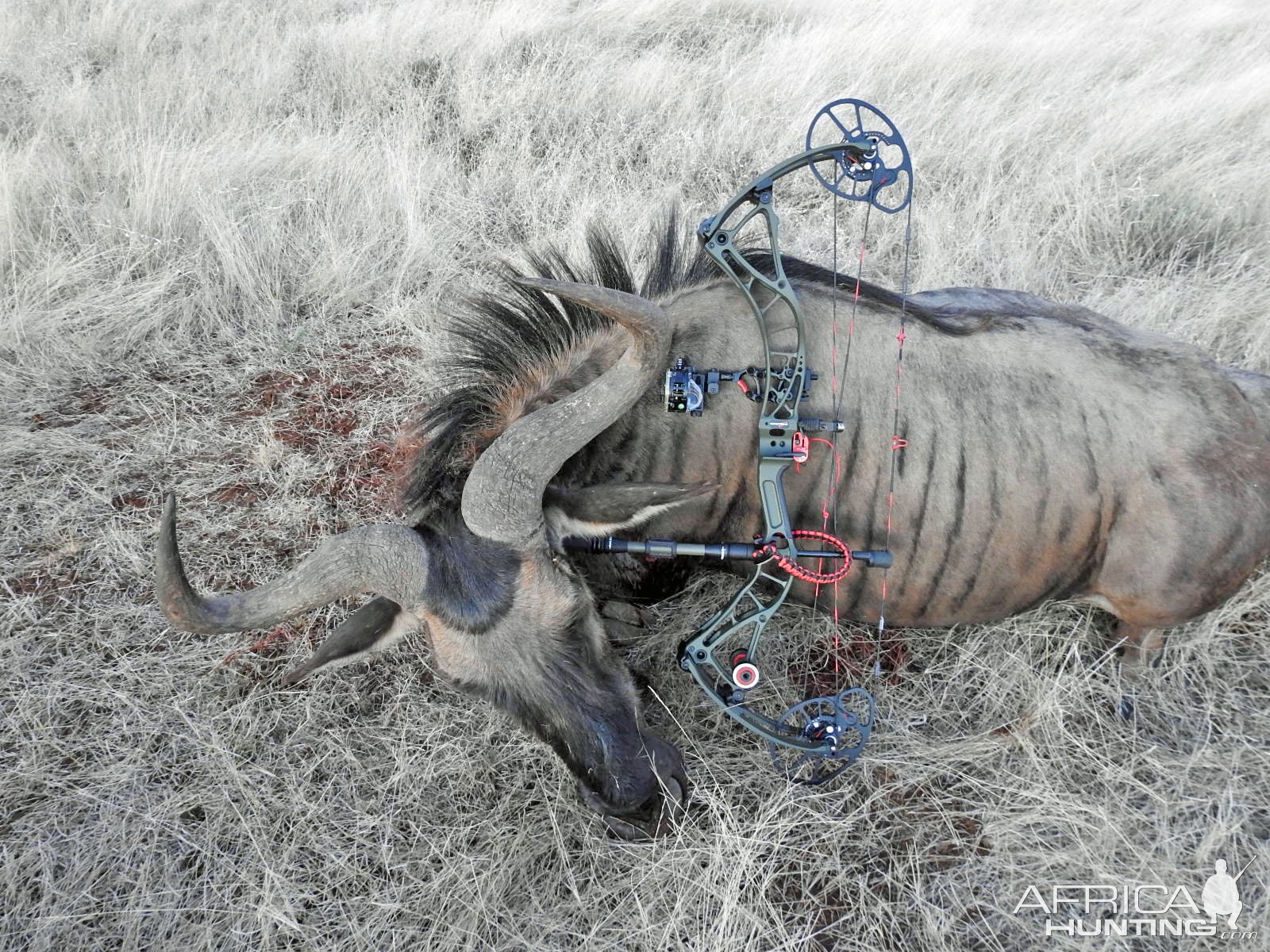 Blue Wildebeest Bull Bow Hunting South Africa