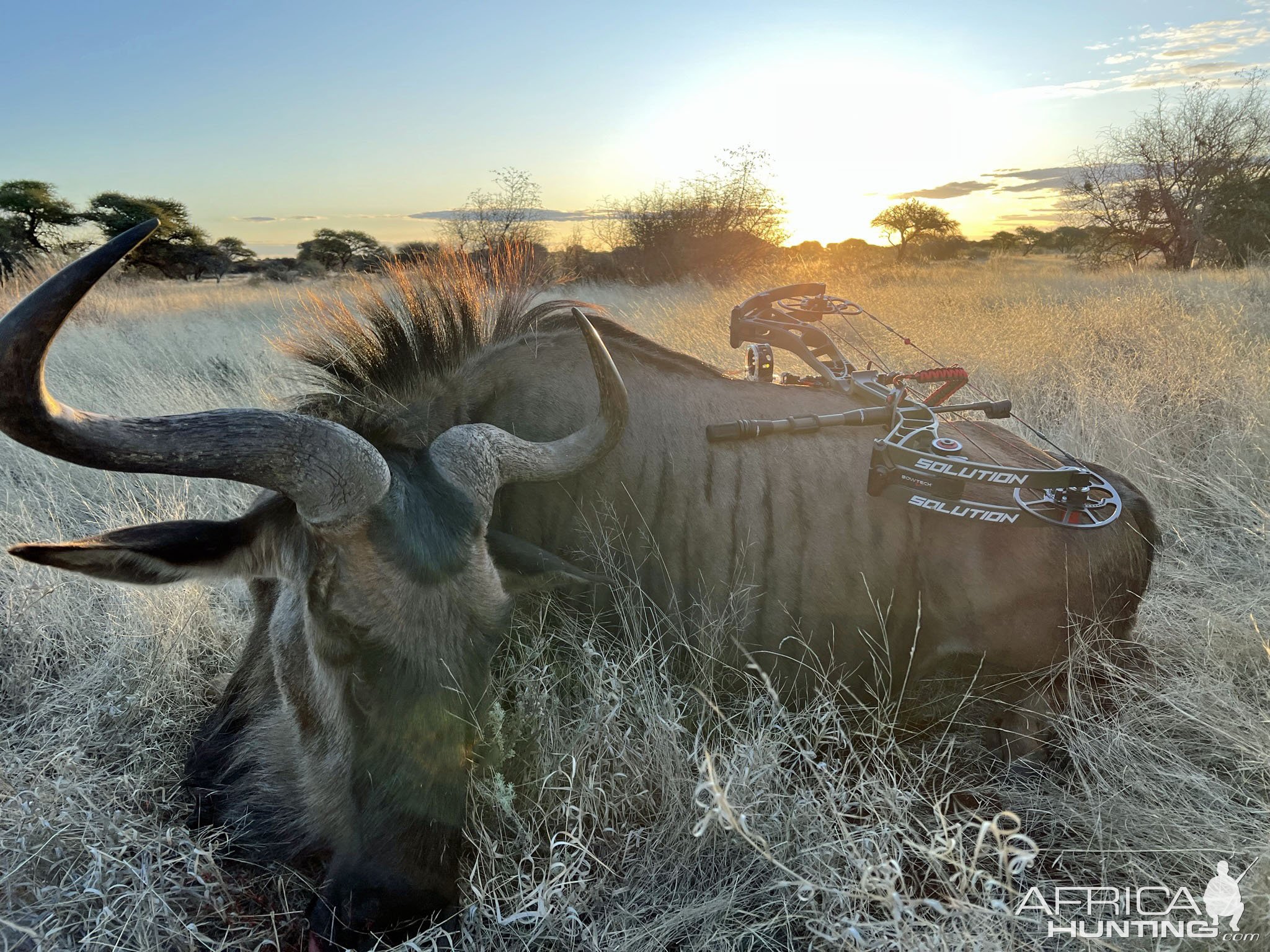 Blue Wildebeest Bull Bow Hunting South Africa