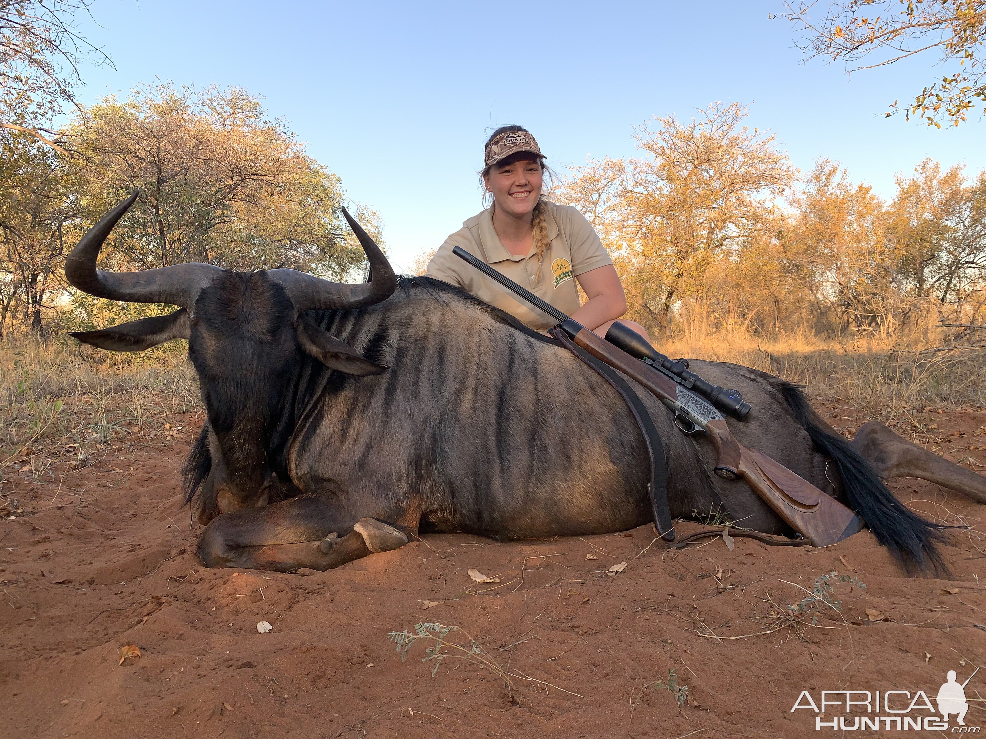 Blue Wildebeest bull