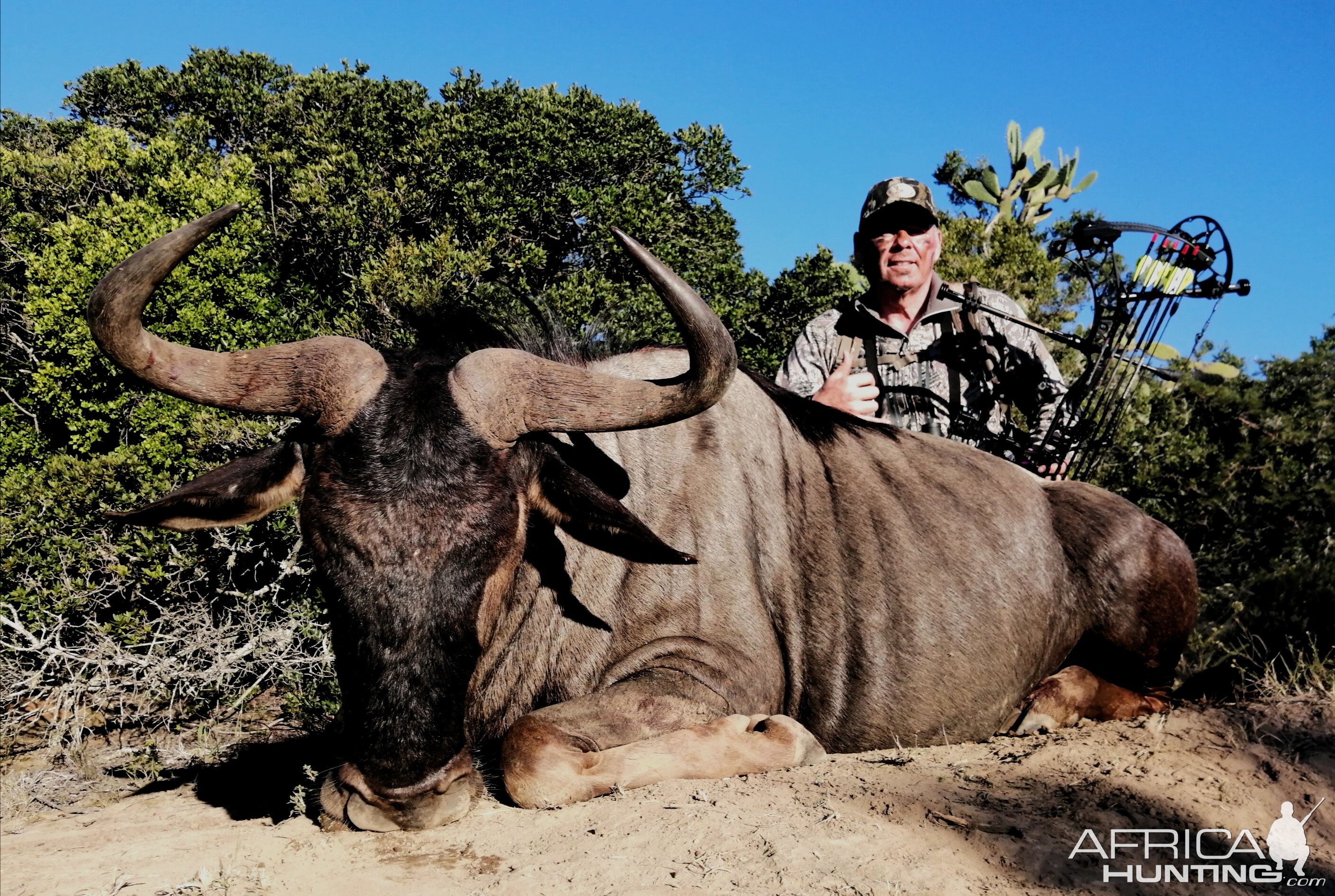 Blue Wildebeest Compound Bow Hunt