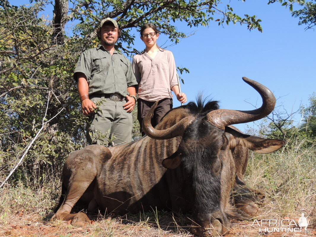 Blue Wildebeest Cull Hunting in South Africa