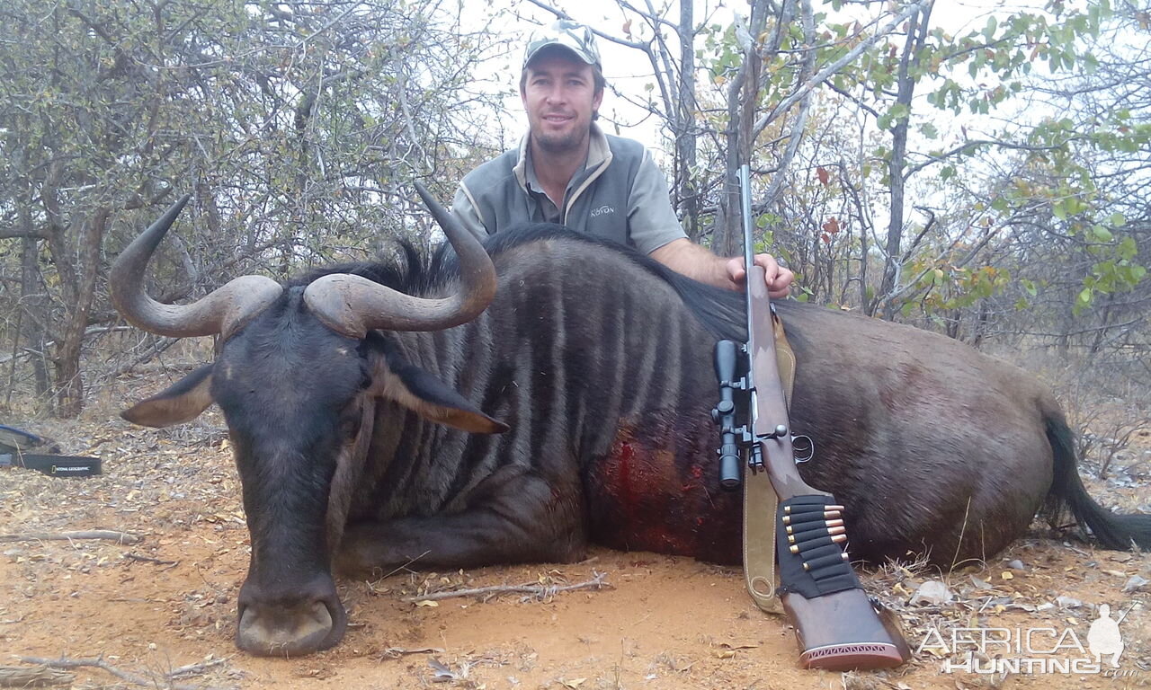 Blue Wildebeest Cull Hunting in South Africa