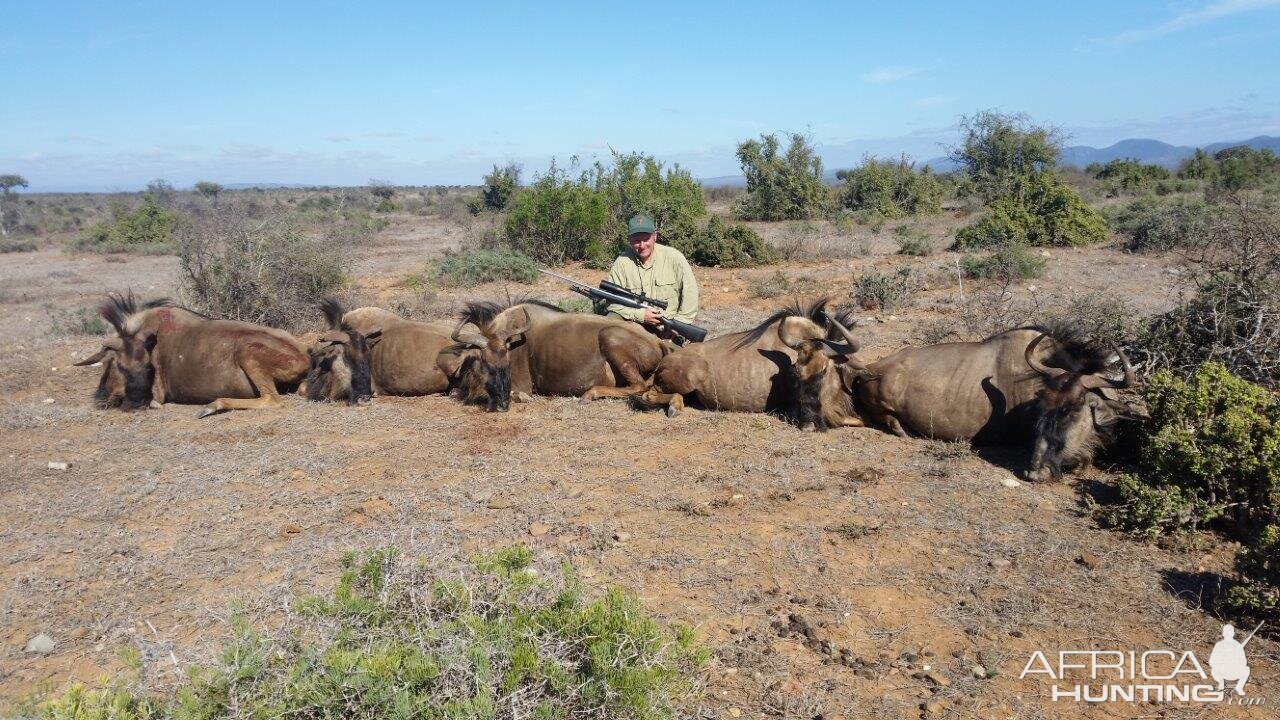 Blue Wildebeest Culling Hunt South Africa