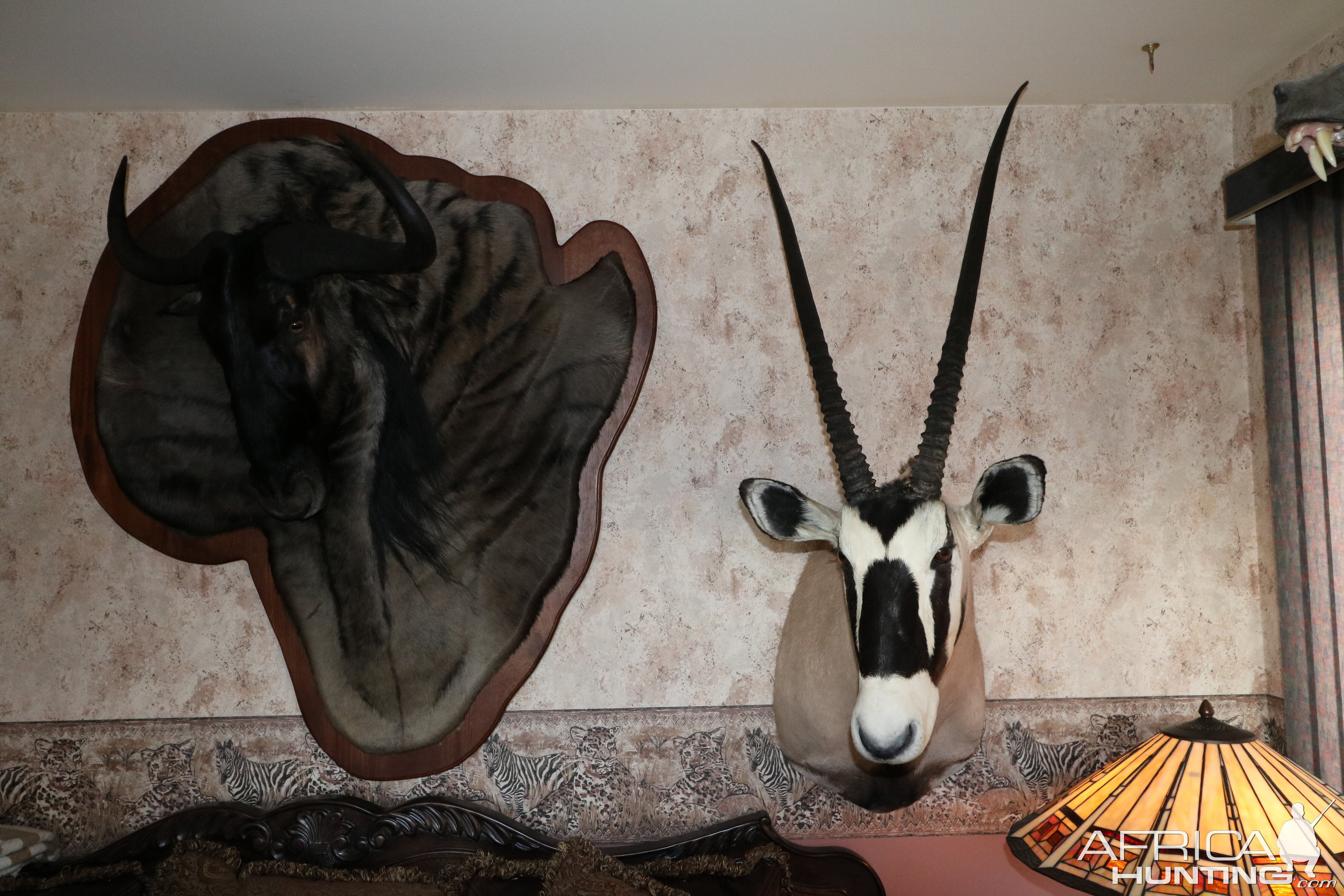 Blue Wildebeest Damaske & Gemsbok Shoulder Mount Taxidermy