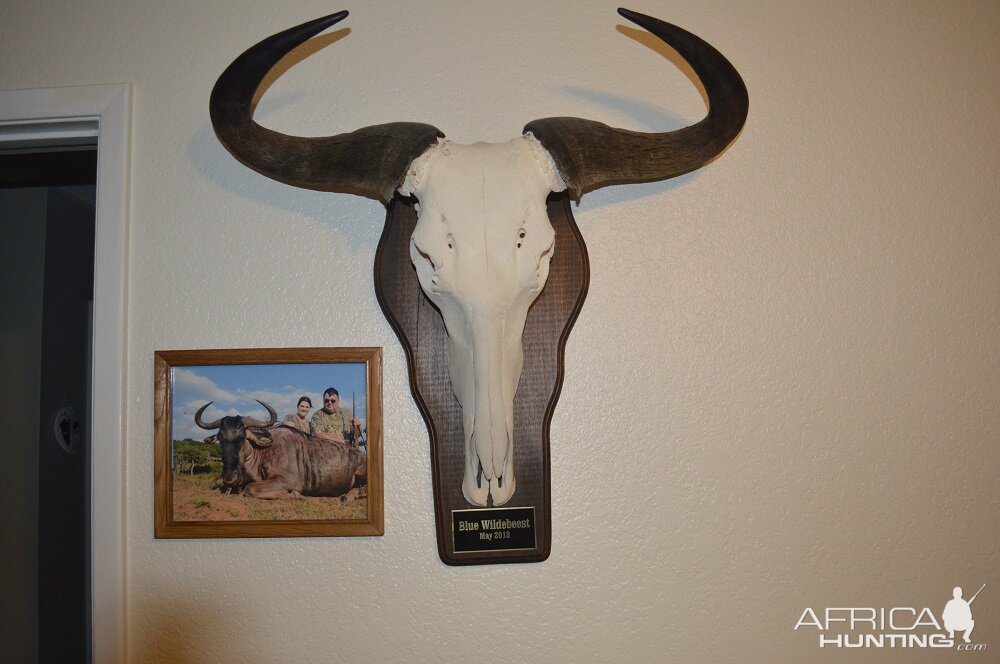 Blue Wildebeest European Skull Mount