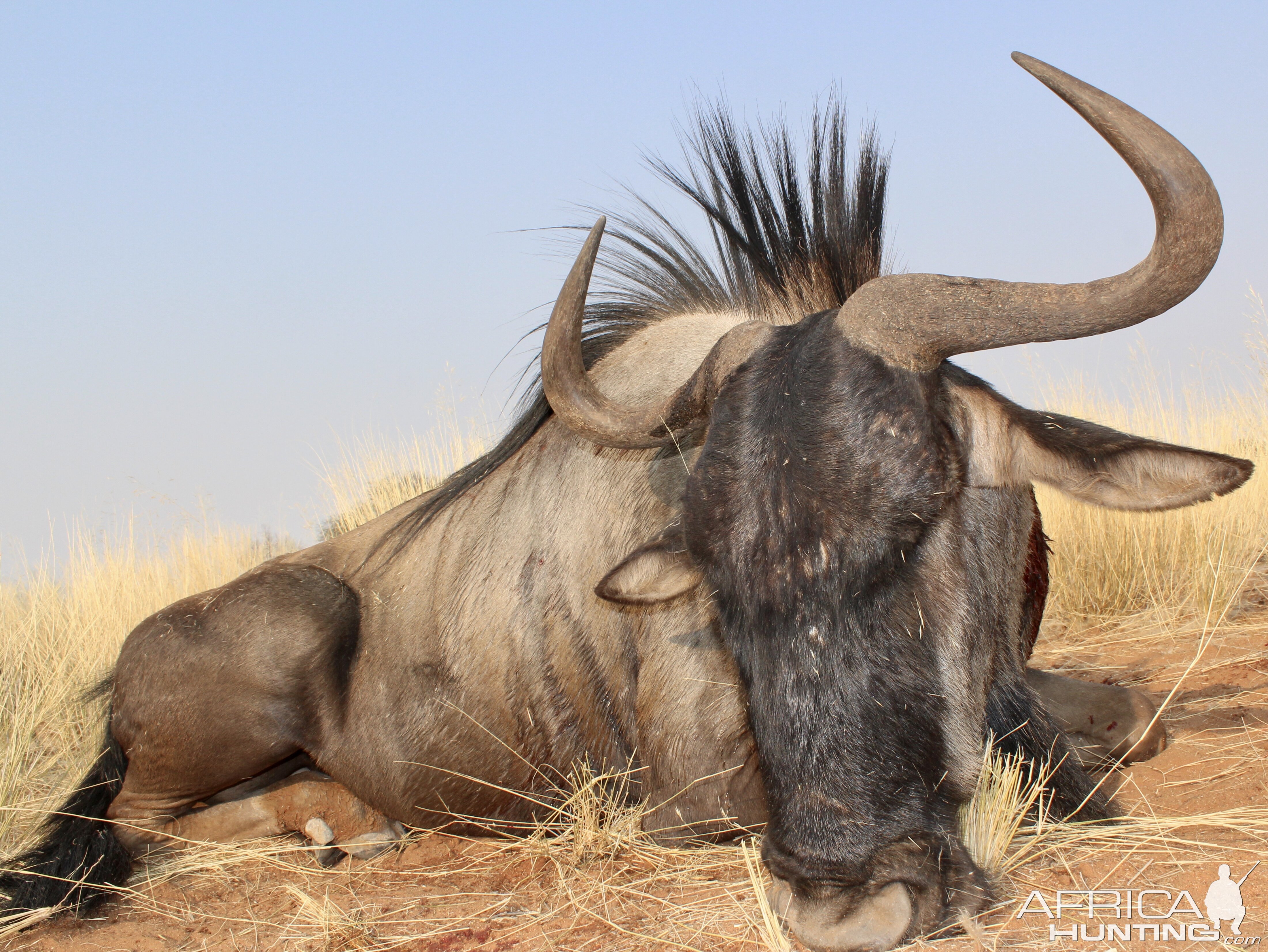 Blue Wildebeest Guided by Zana Botes