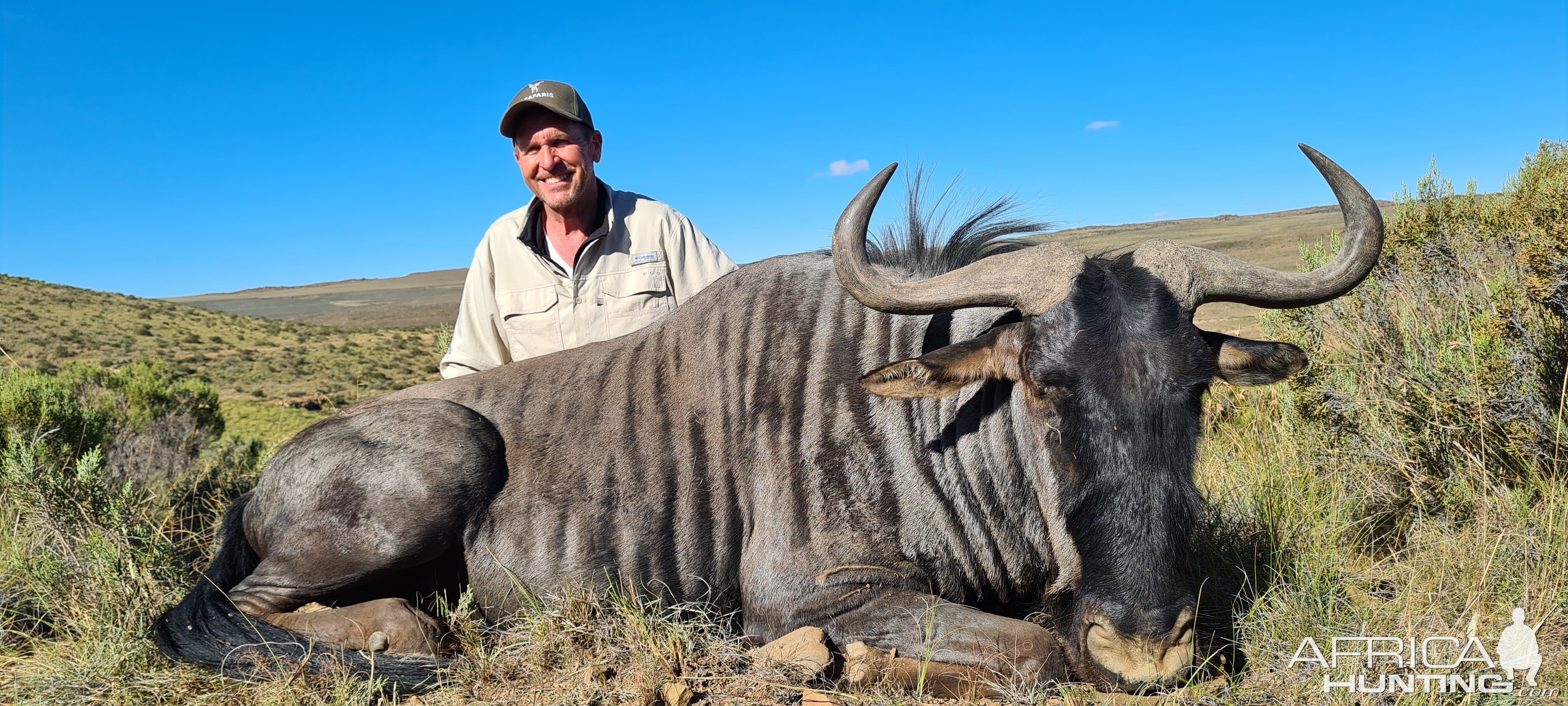 Blue Wildebeest Hunt Eastern Cape South Africa