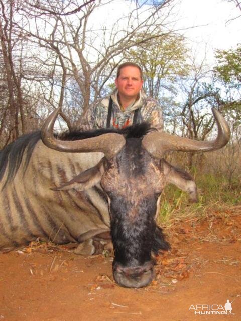 Blue Wildebeest Hunt in Save Valley Conservancy Zimbabwe