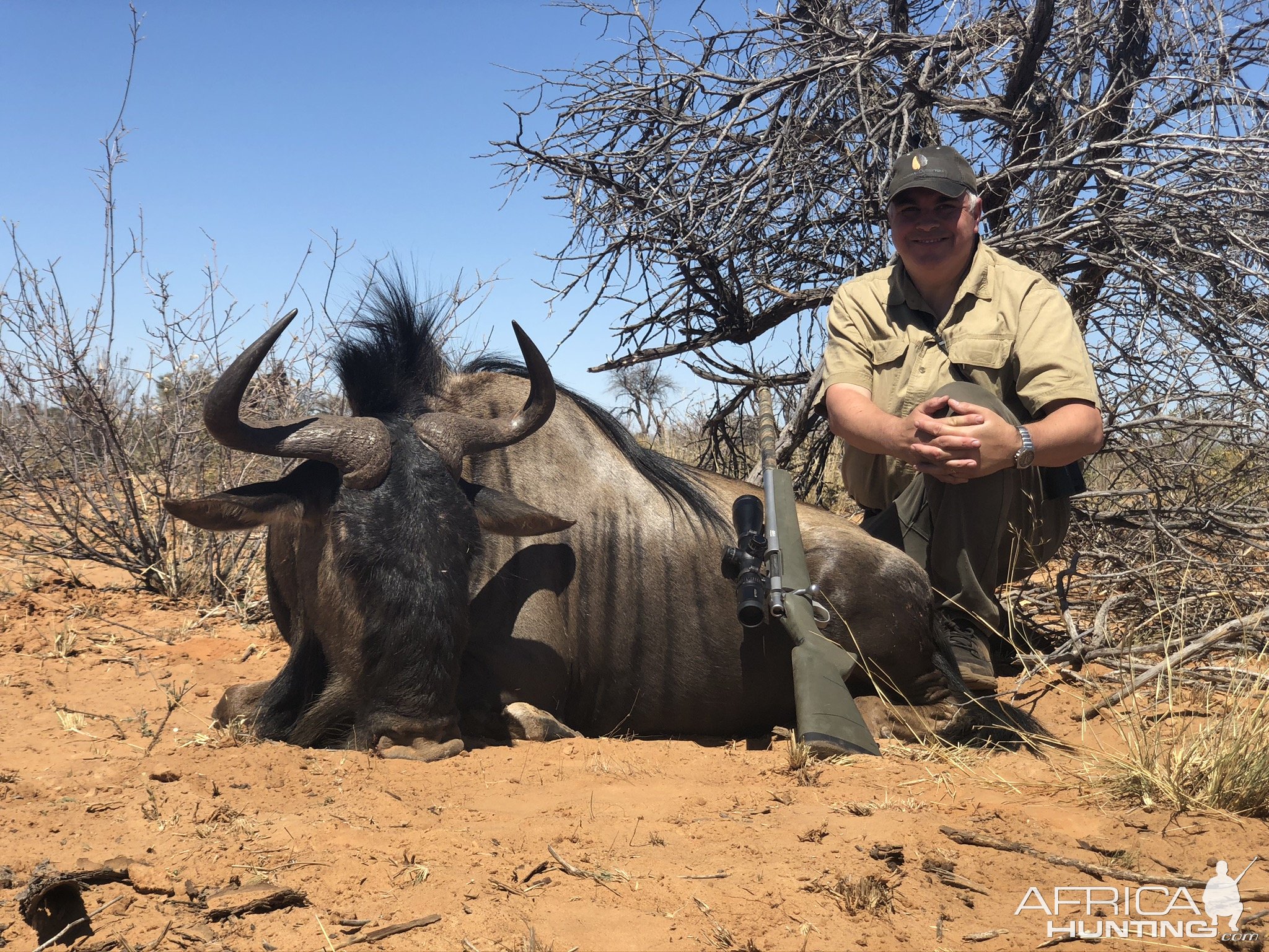 Blue Wildebeest Hunt Kalahari South Africa