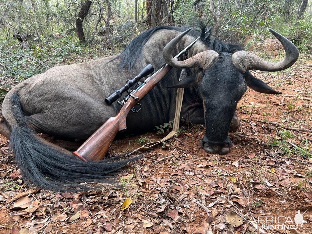 Blue Wildebeest Hunt Limpopo South Africa