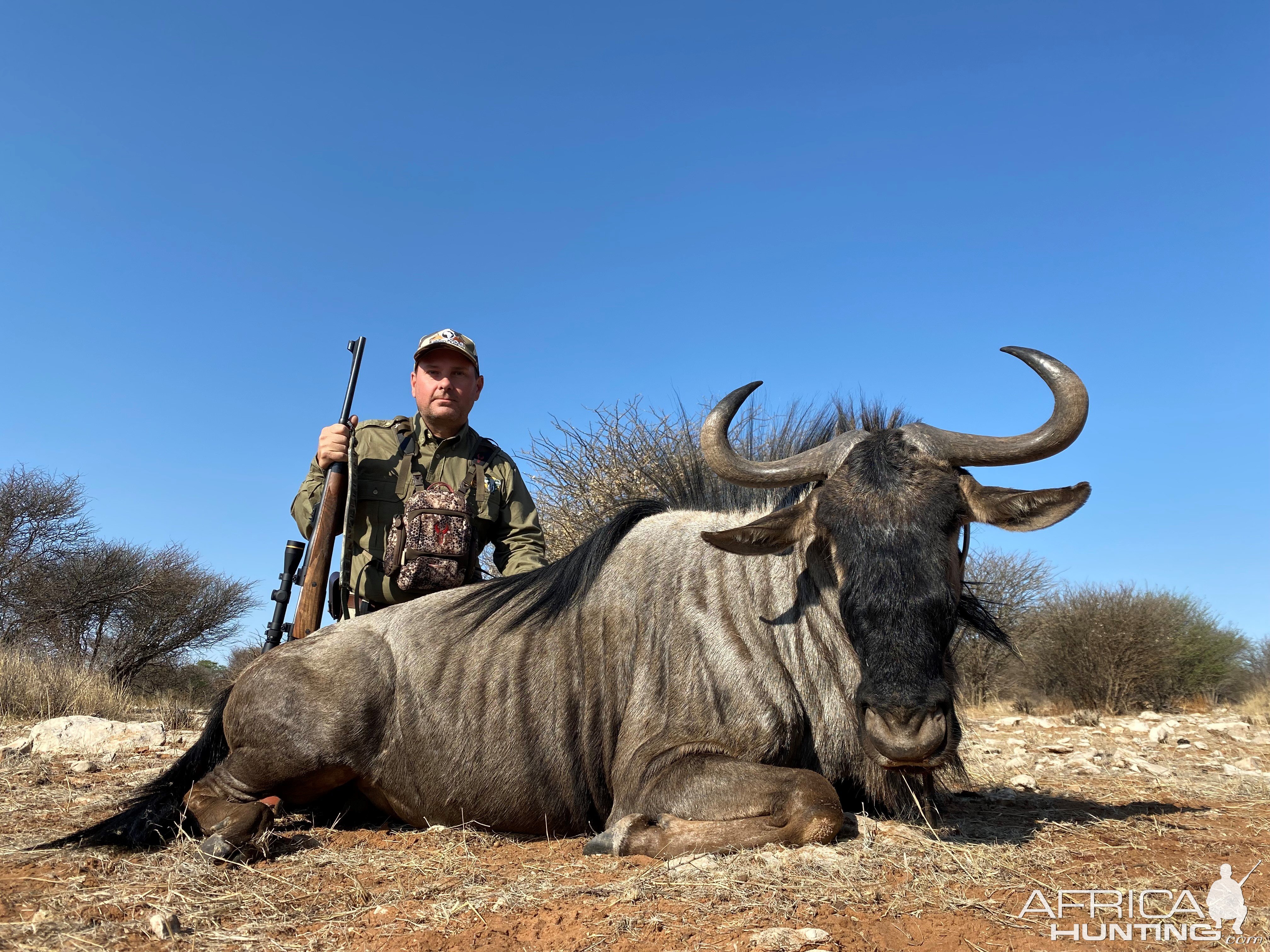Blue Wildebeest Hunt Namibia