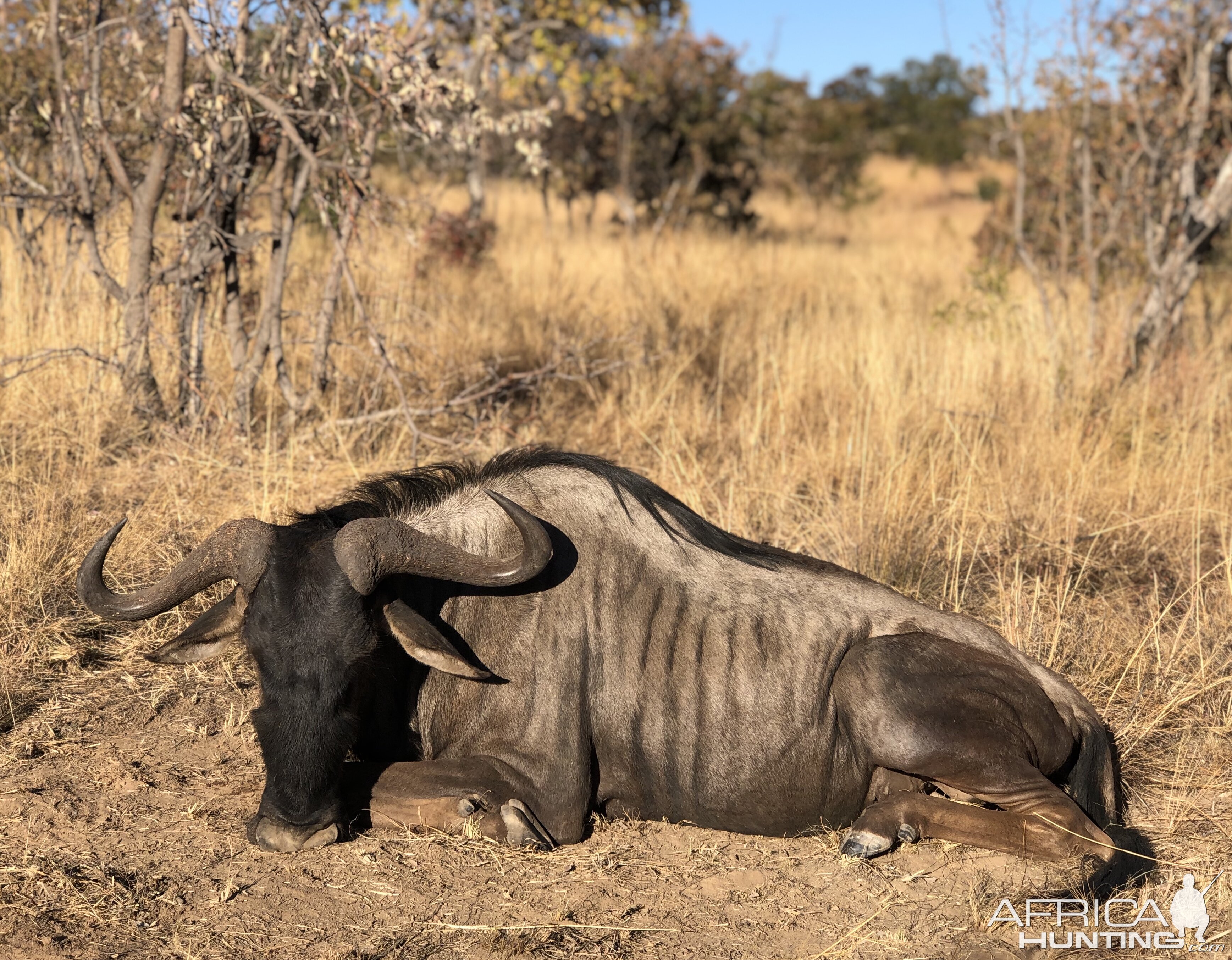 Blue Wildebeest Hunt South Africa