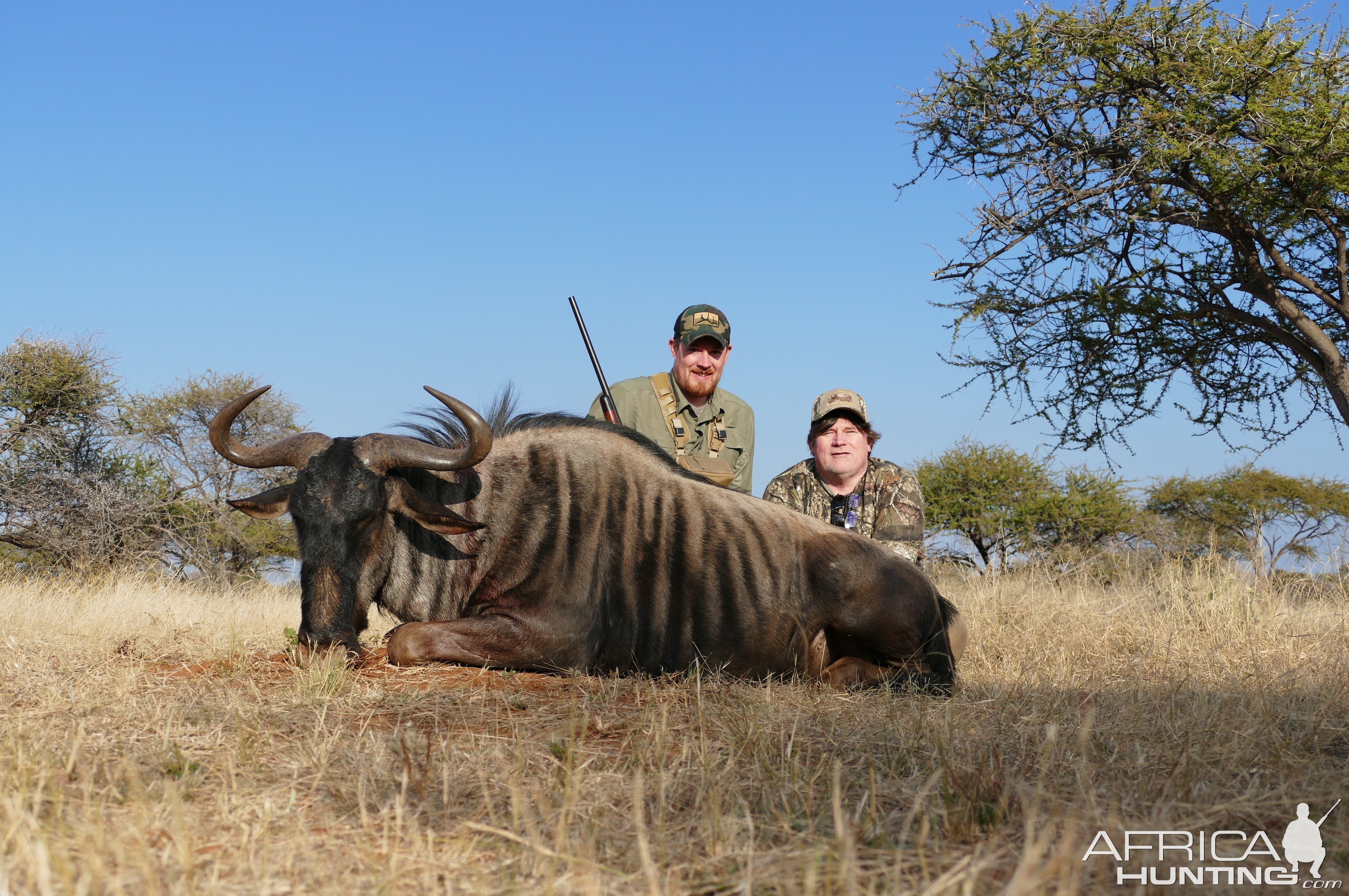 Blue Wildebeest Hunt South Africa