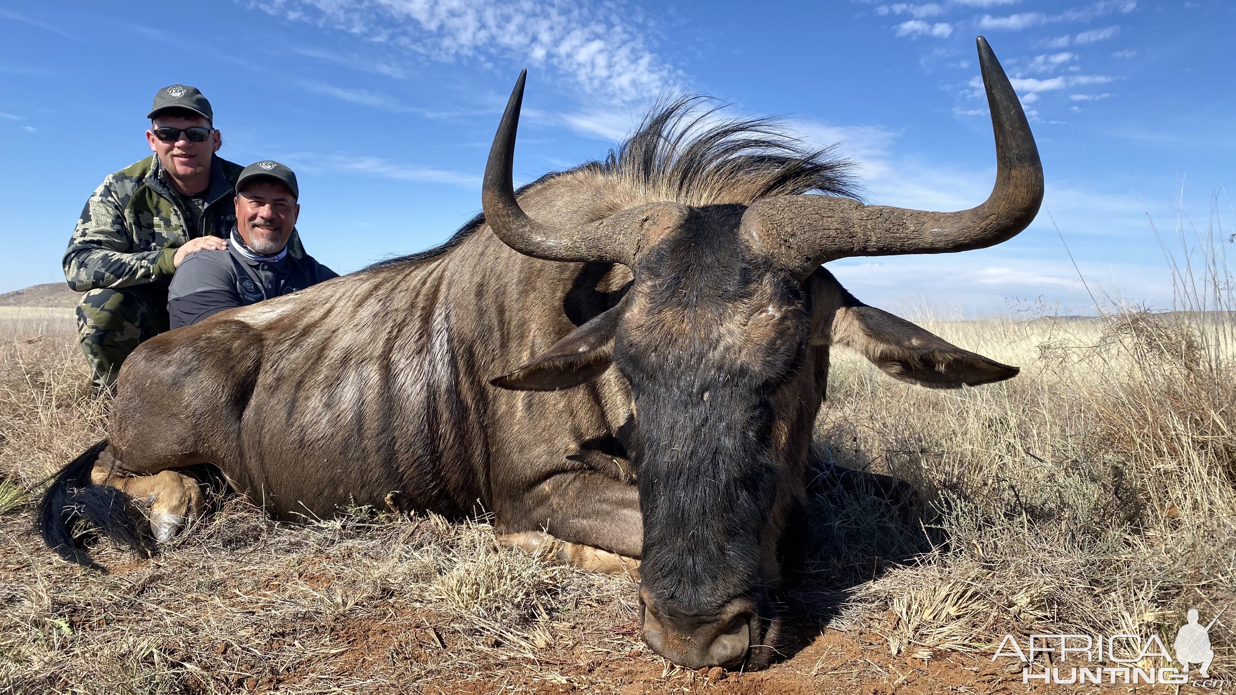 Blue Wildebeest Hunt South Africa