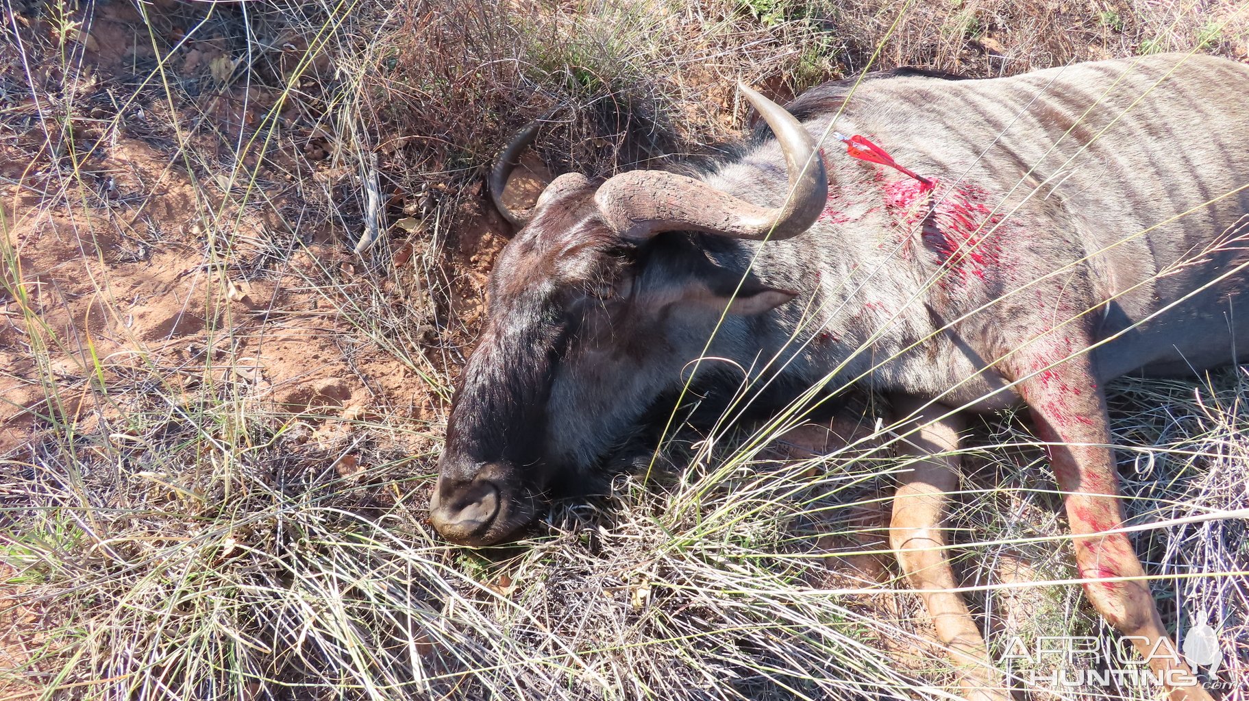 Blue Wildebeest Hunt South Africa