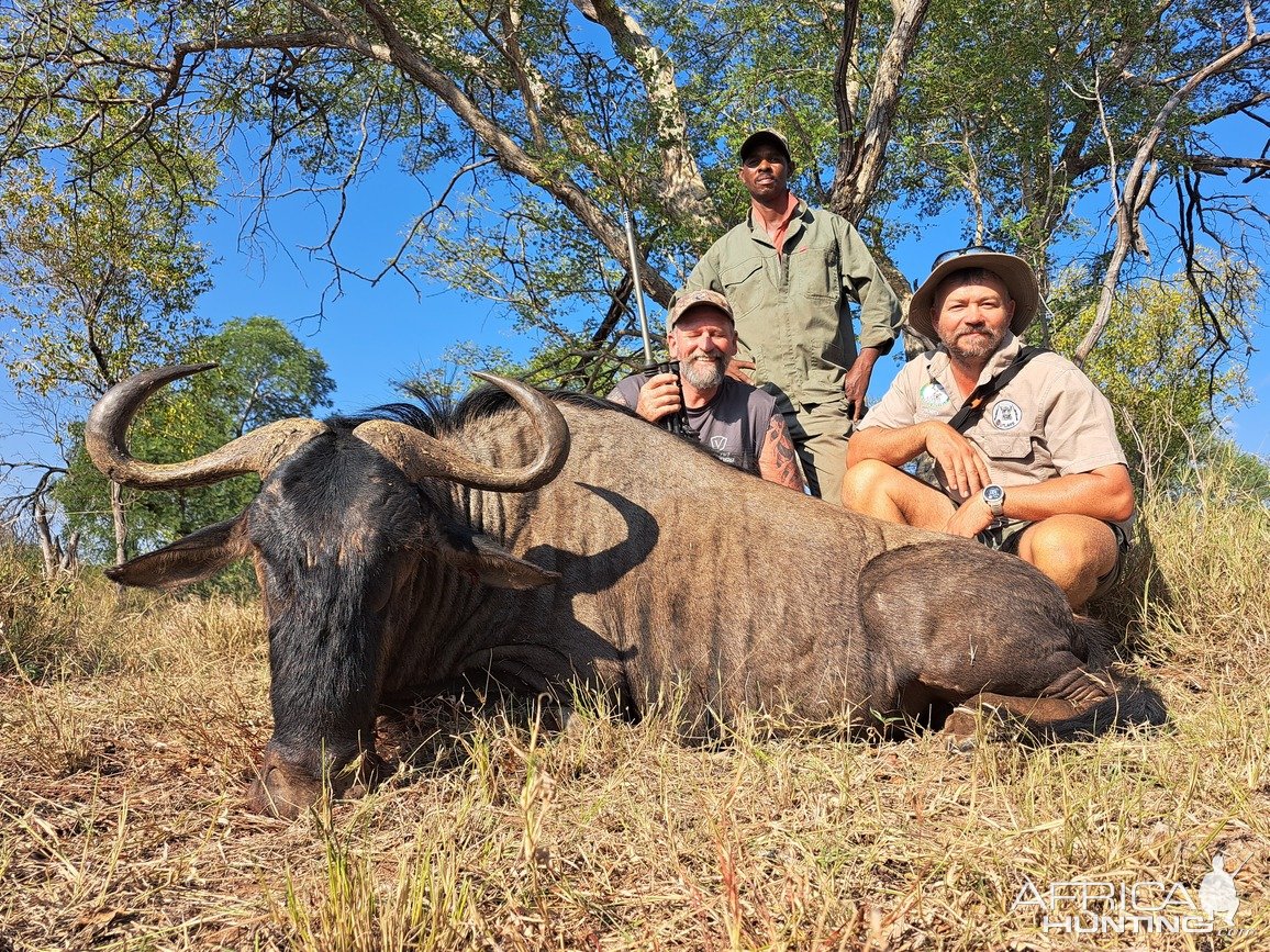 Blue Wildebeest Hunt South Africa