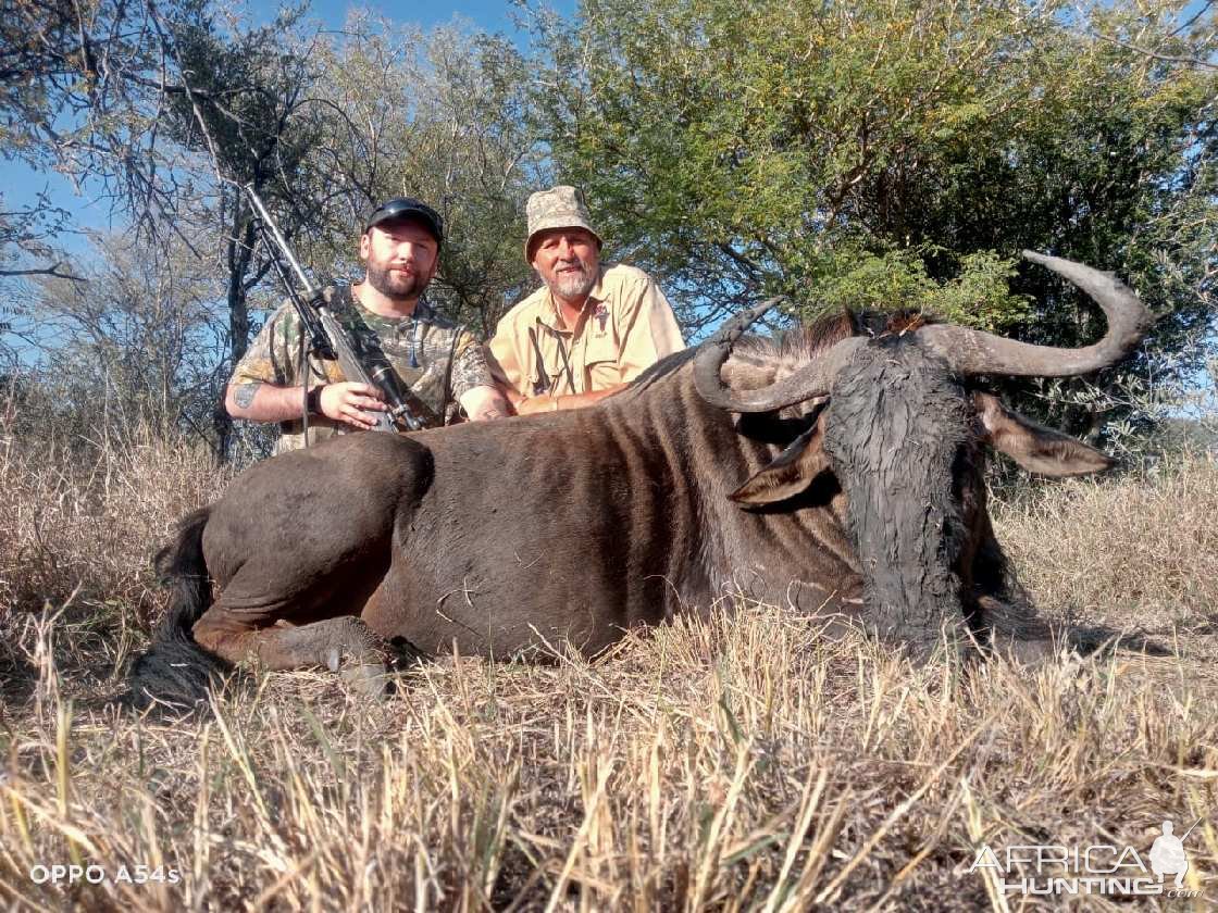 Blue Wildebeest Hunt South Africa