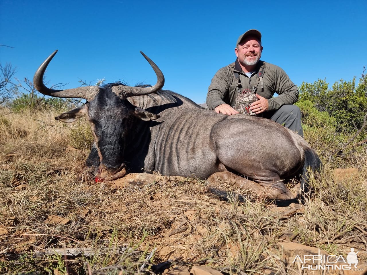 Blue Wildebeest Hunt South Africa