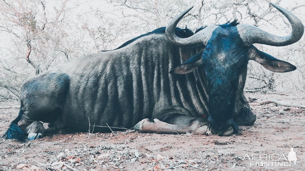 Blue Wildebeest Hunt South Africa