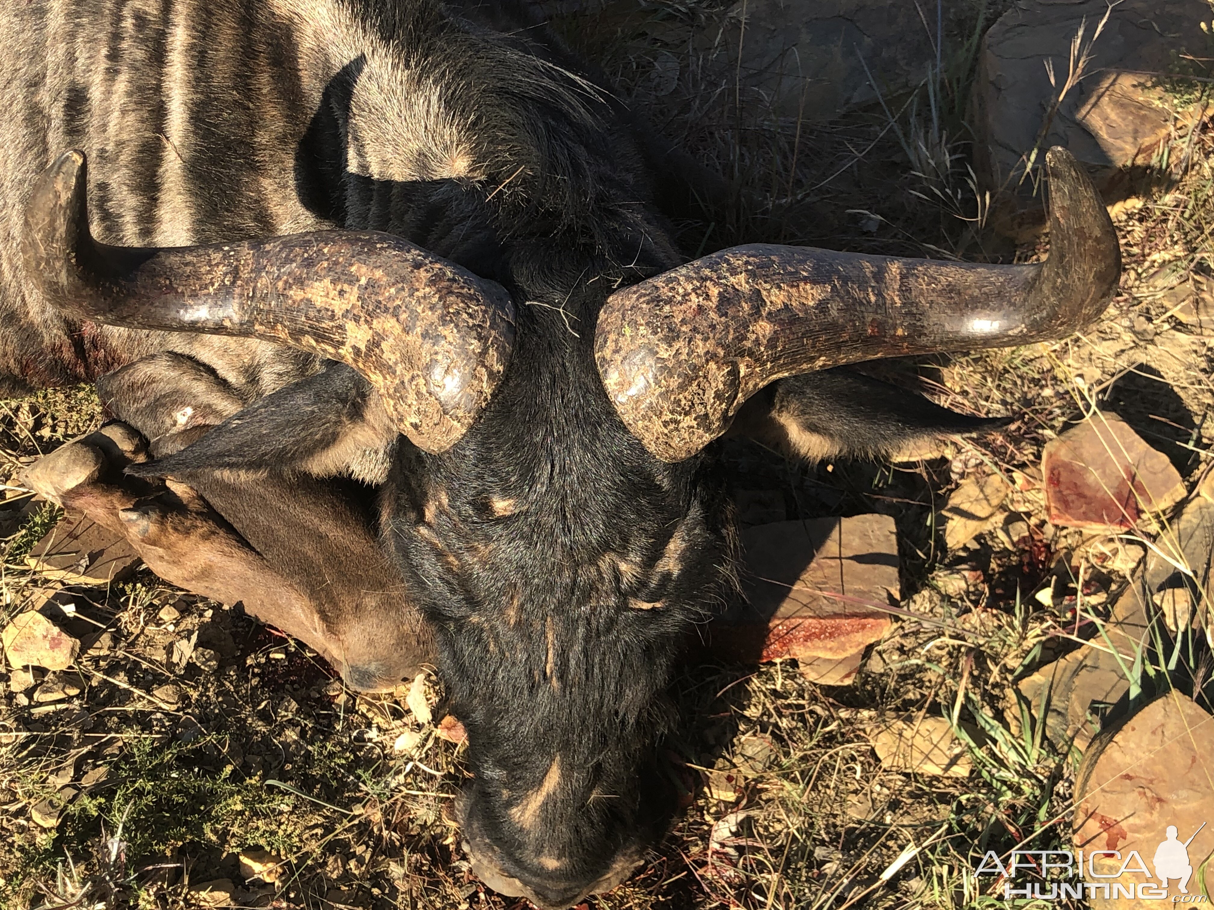 Blue Wildebeest Hunt South Africa