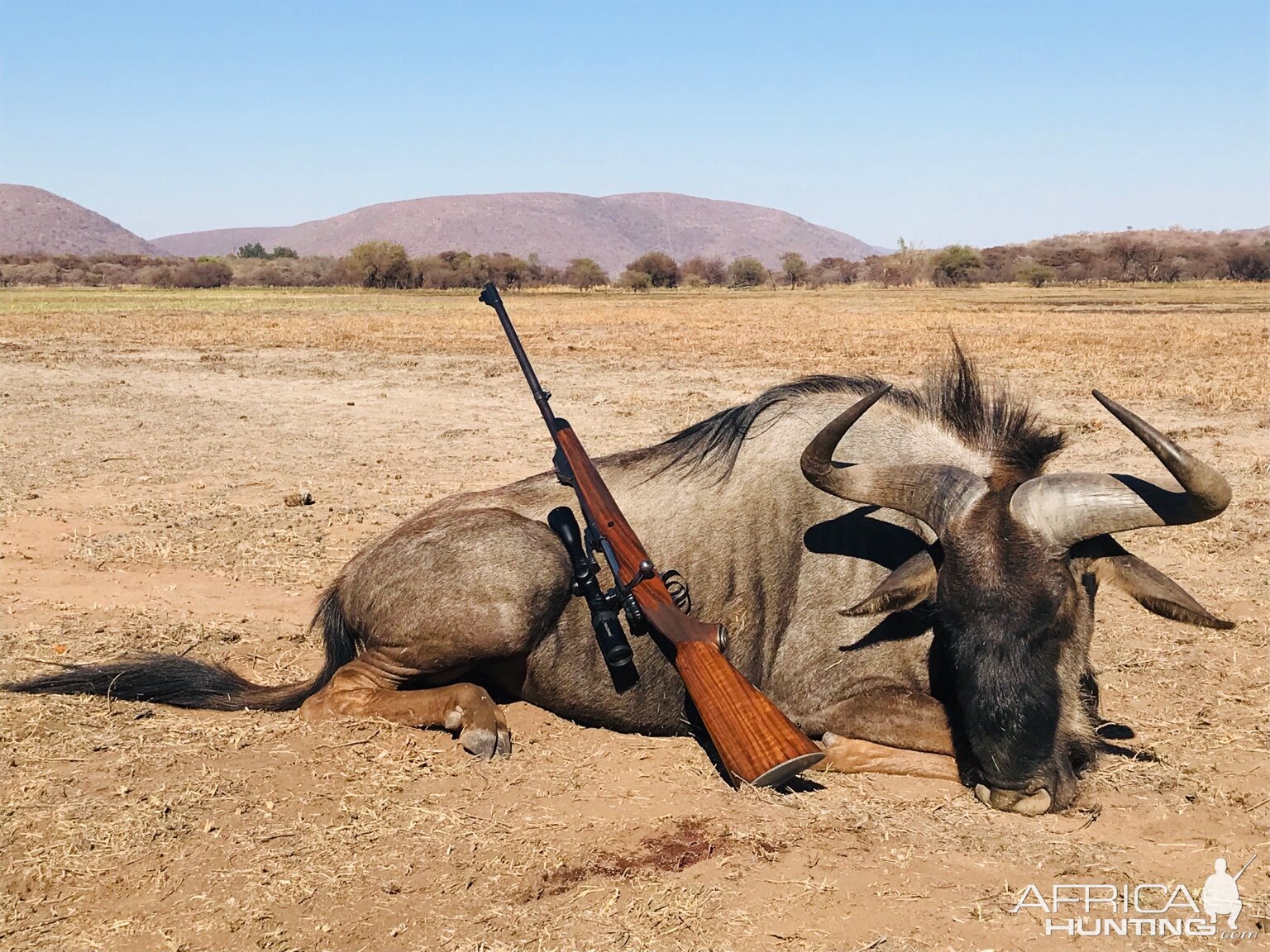 Blue Wildebeest Hunt South Africa