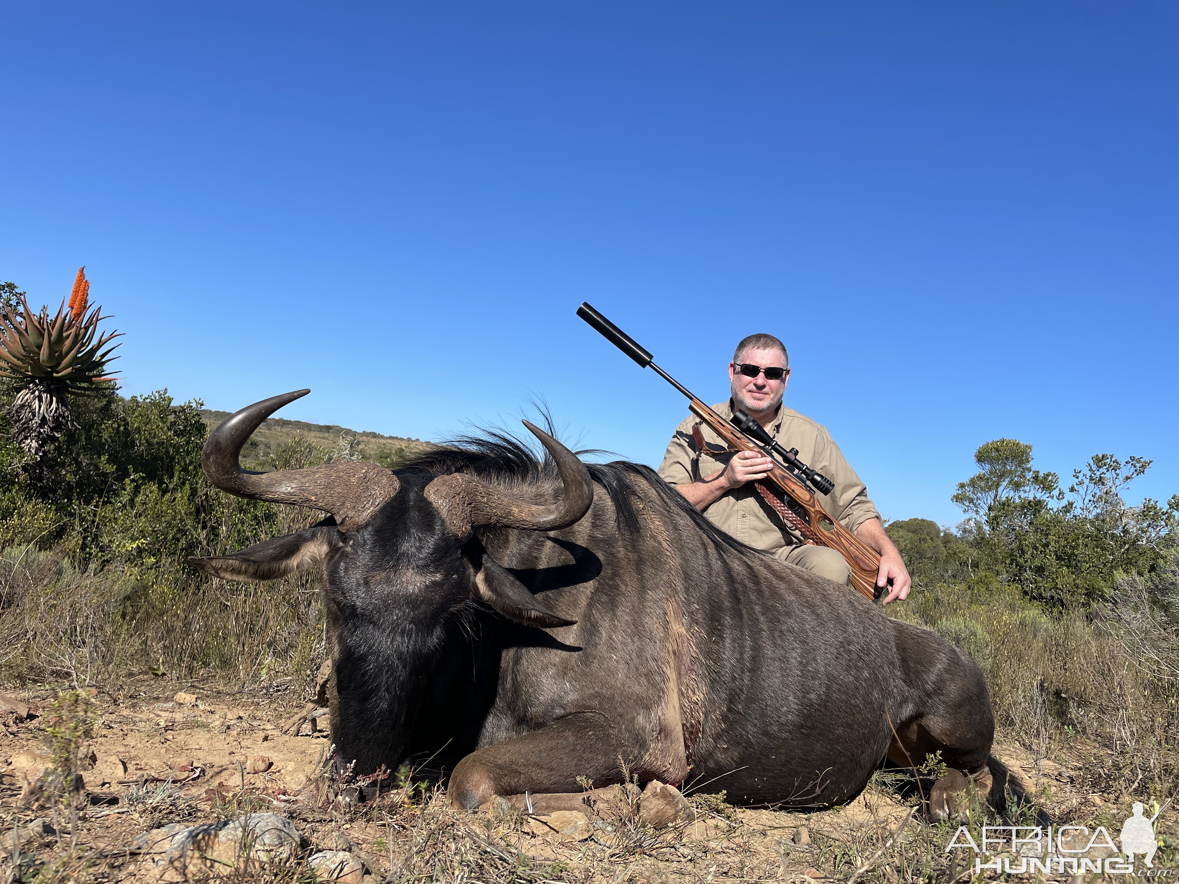 Blue Wildebeest Hunt