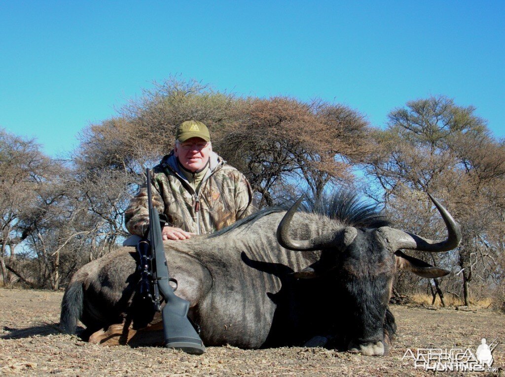 Blue Wildebeest hunted in Namibia