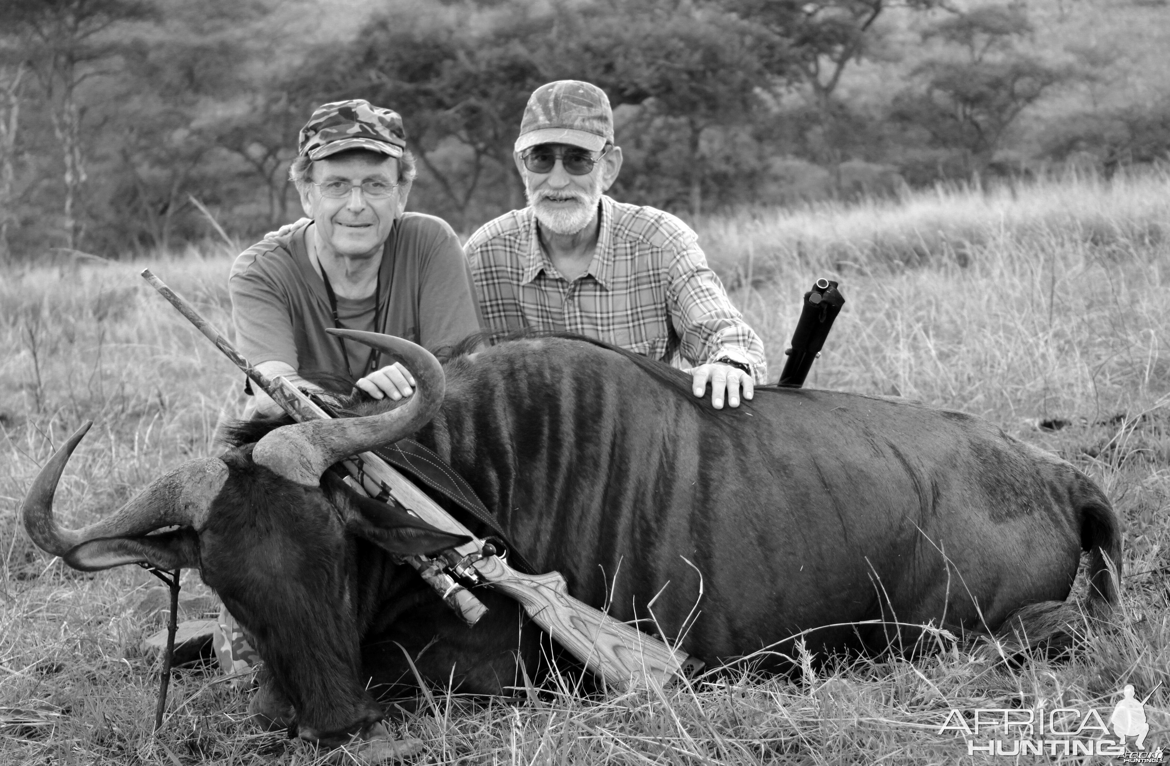 Blue wildebeest hunted in South Africa