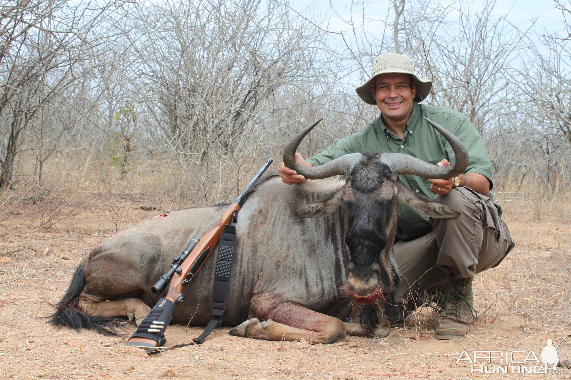 Blue Wildebeest hunted in Zimbabwe