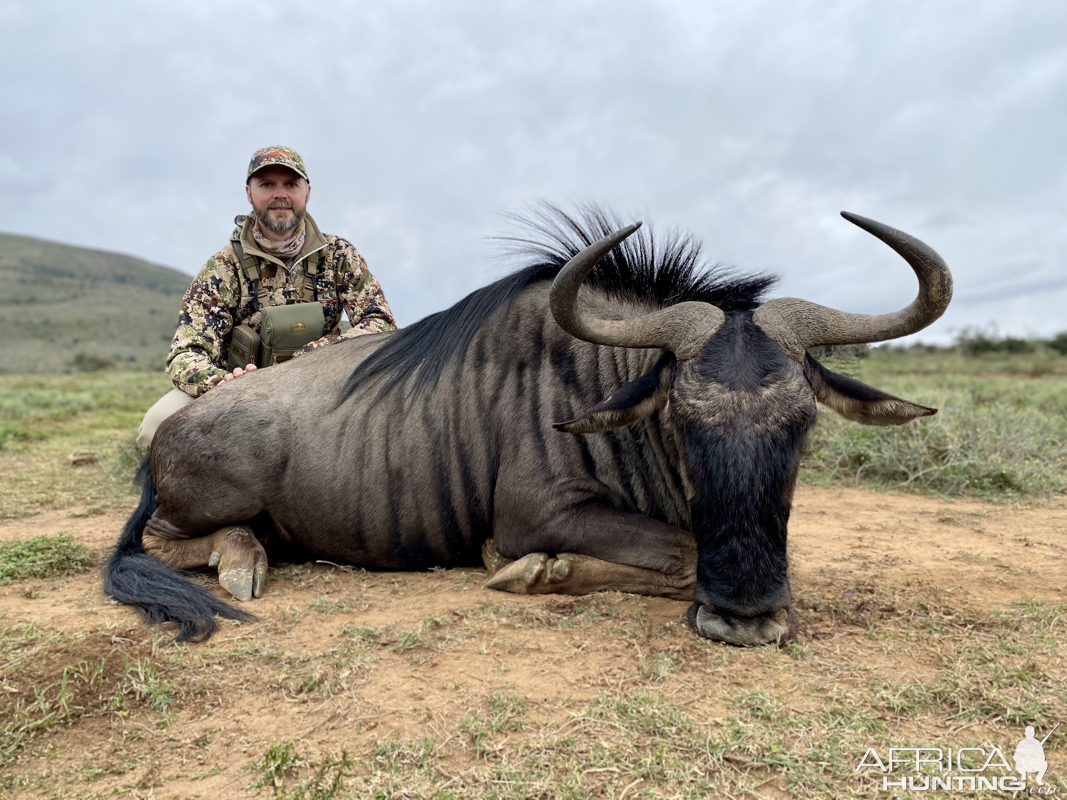 Blue Wildebeest Hunting Eastern Cape South Africa
