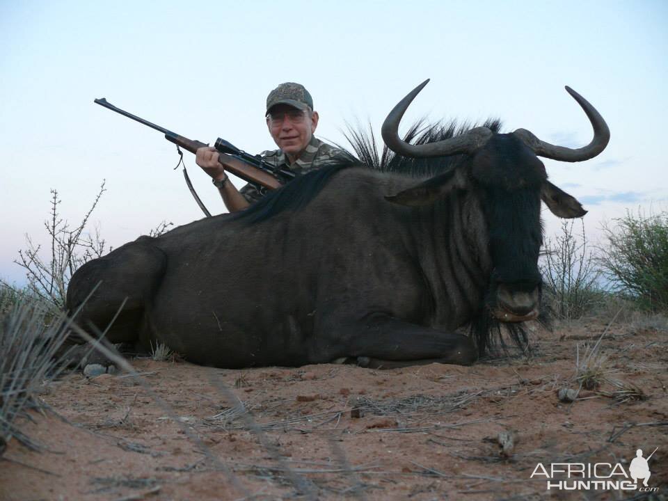 Blue Wildebeest Hunting in Namibia