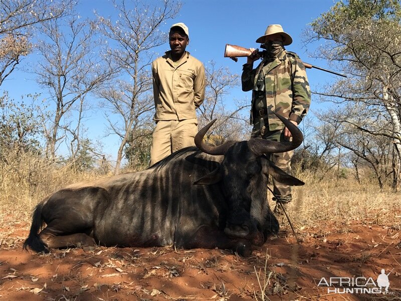 Blue Wildebeest Hunting in South Africa