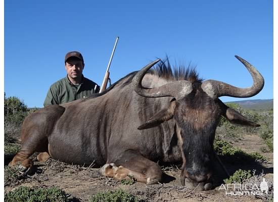 Blue Wildebeest Hunting in South Africa