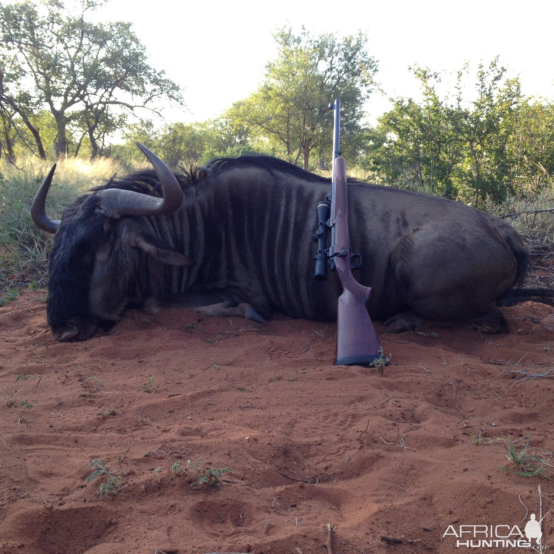 Blue Wildebeest Hunting in South Africa