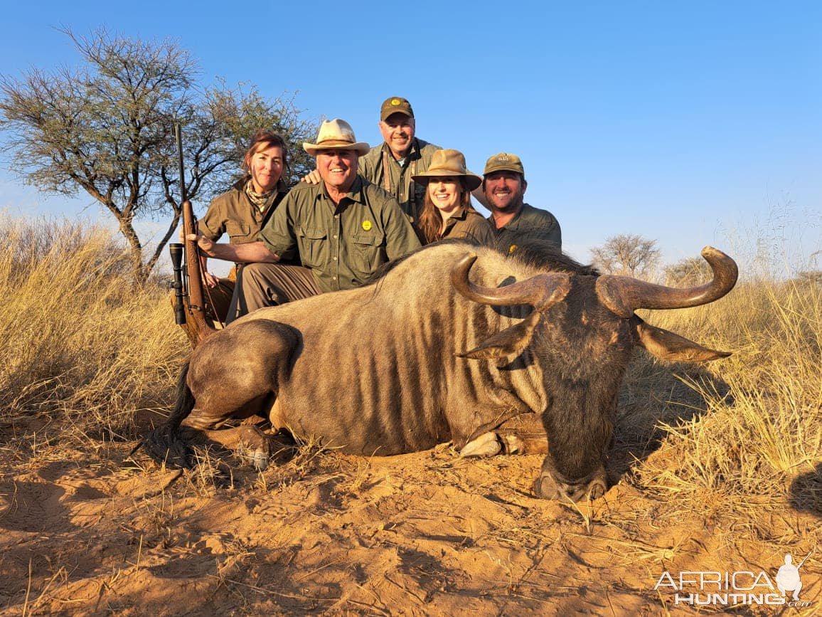 Blue Wildebeest Hunting Kalahari South Africa