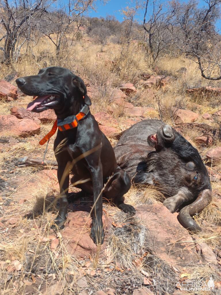 Blue Wildebeest Hunting Limpopo South Africa