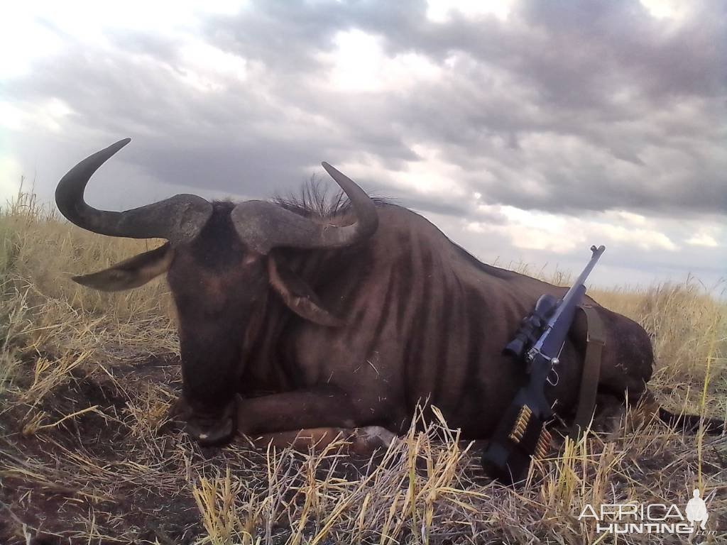 Blue Wildebeest Hunting Limpopo South Africa