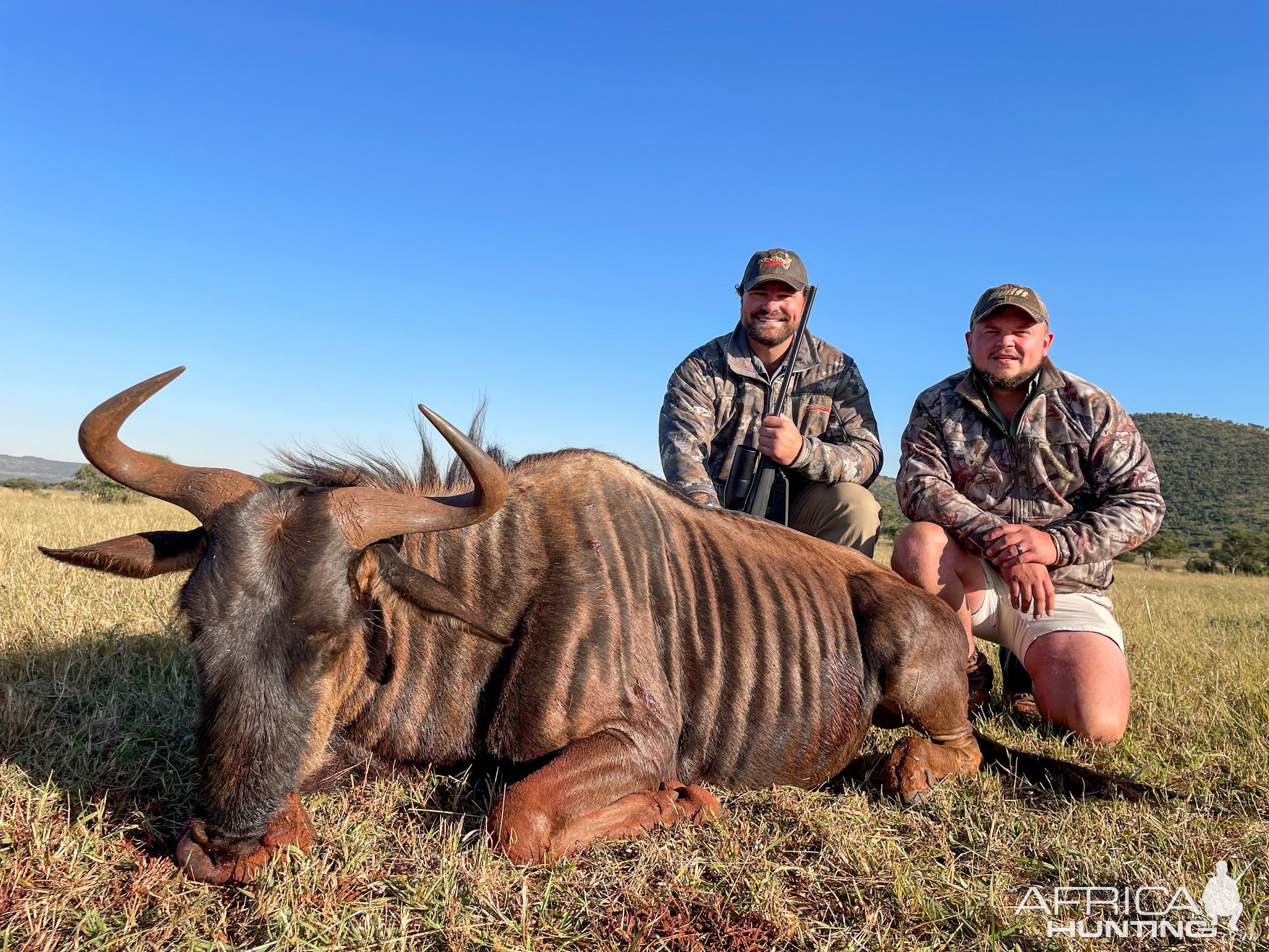 Blue Wildebeest Hunting Limpopo South Africa