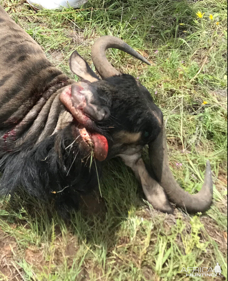 Blue Wildebeest Hunting Namibia