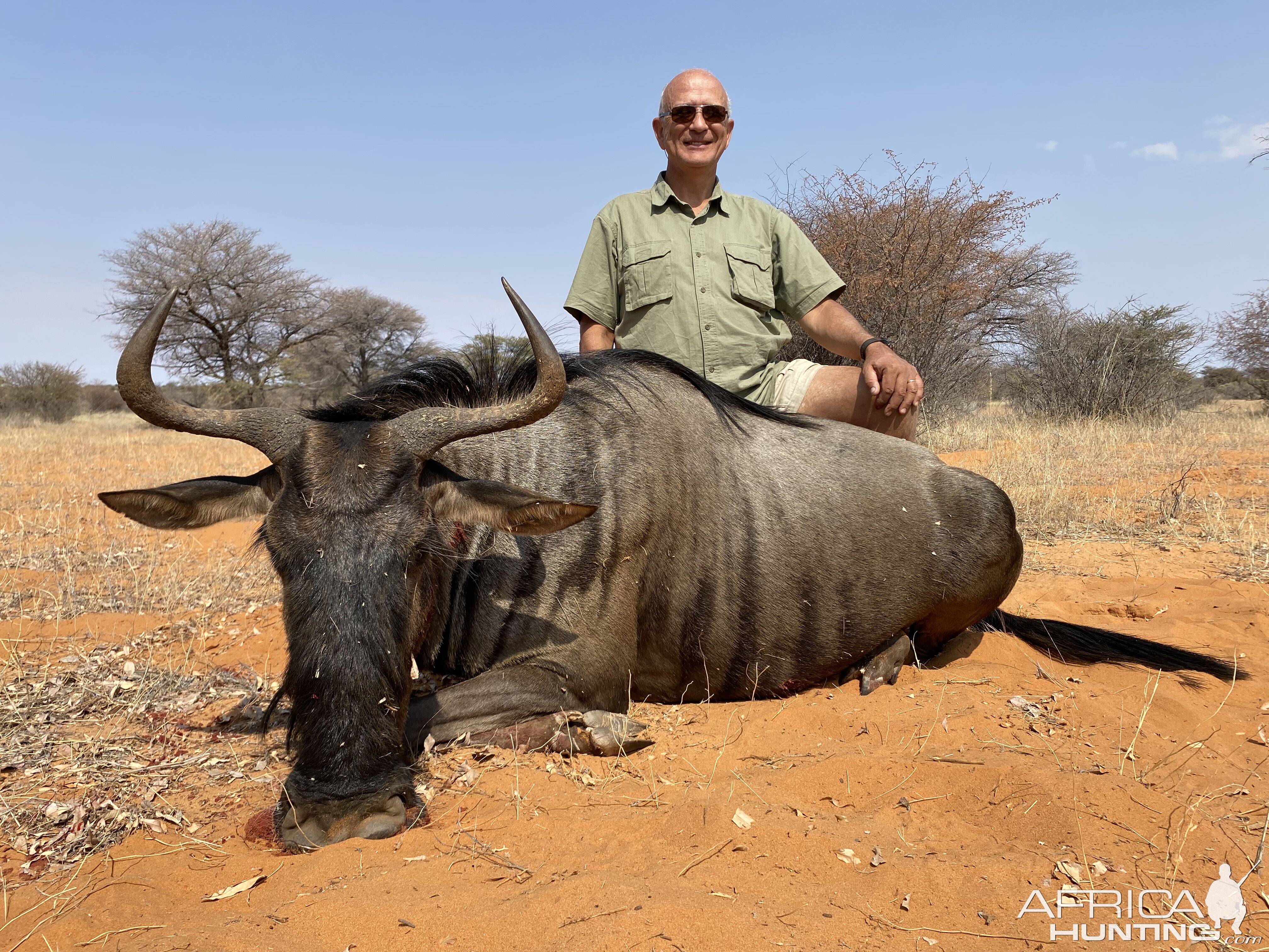 Blue Wildebeest Hunting Namibia