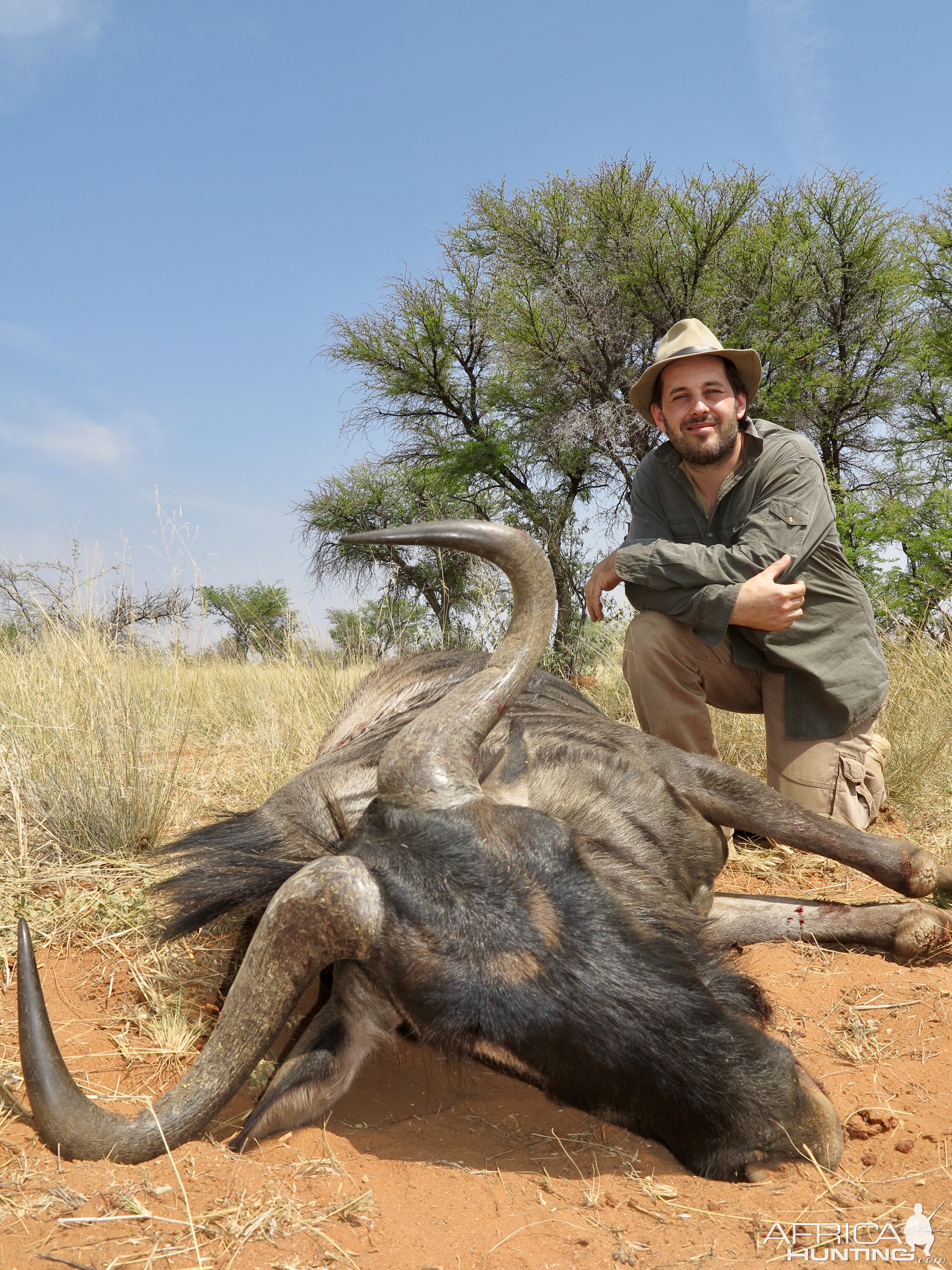 Blue Wildebeest Hunting Namibia