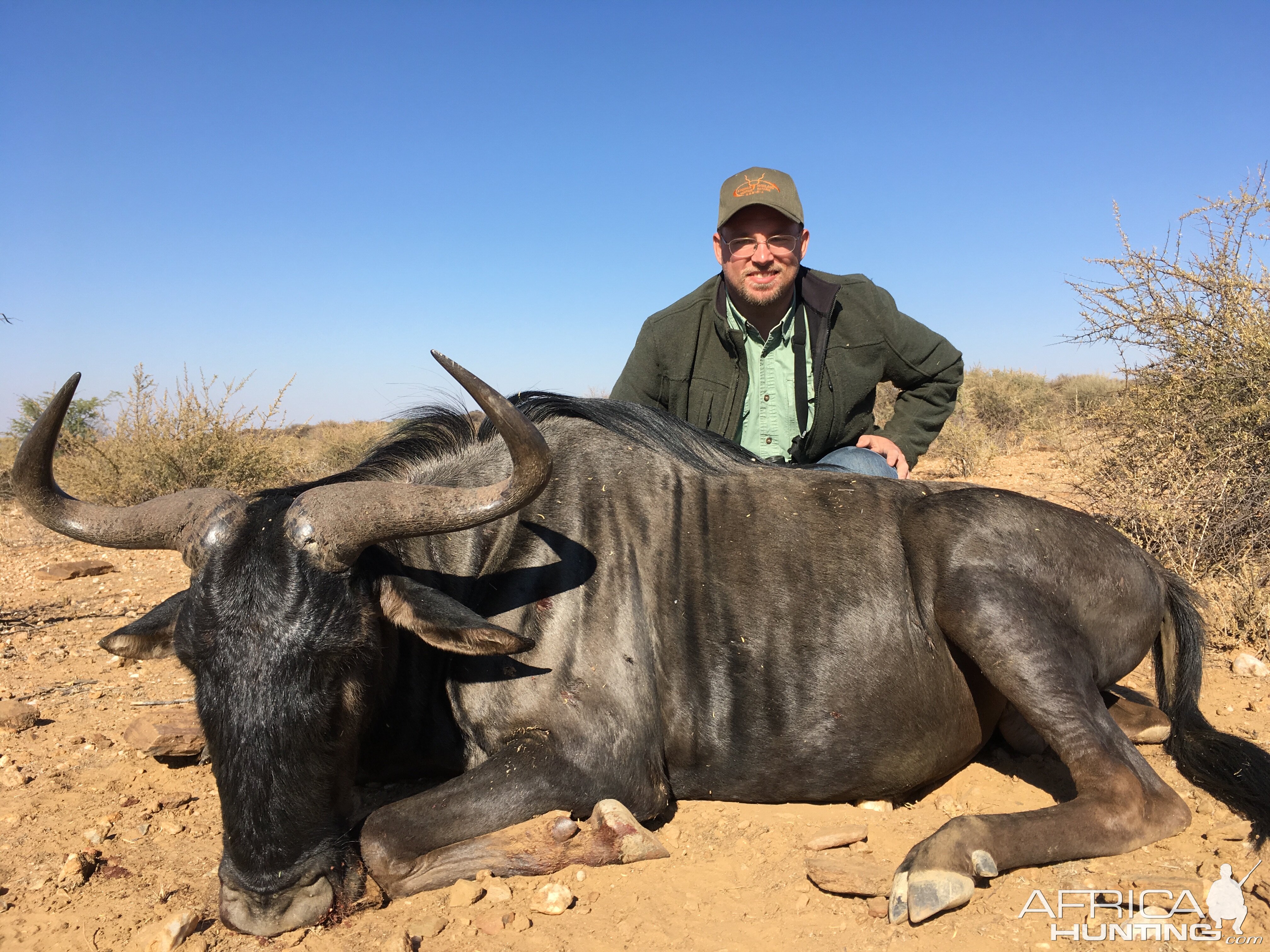 Blue Wildebeest Hunting Namibia