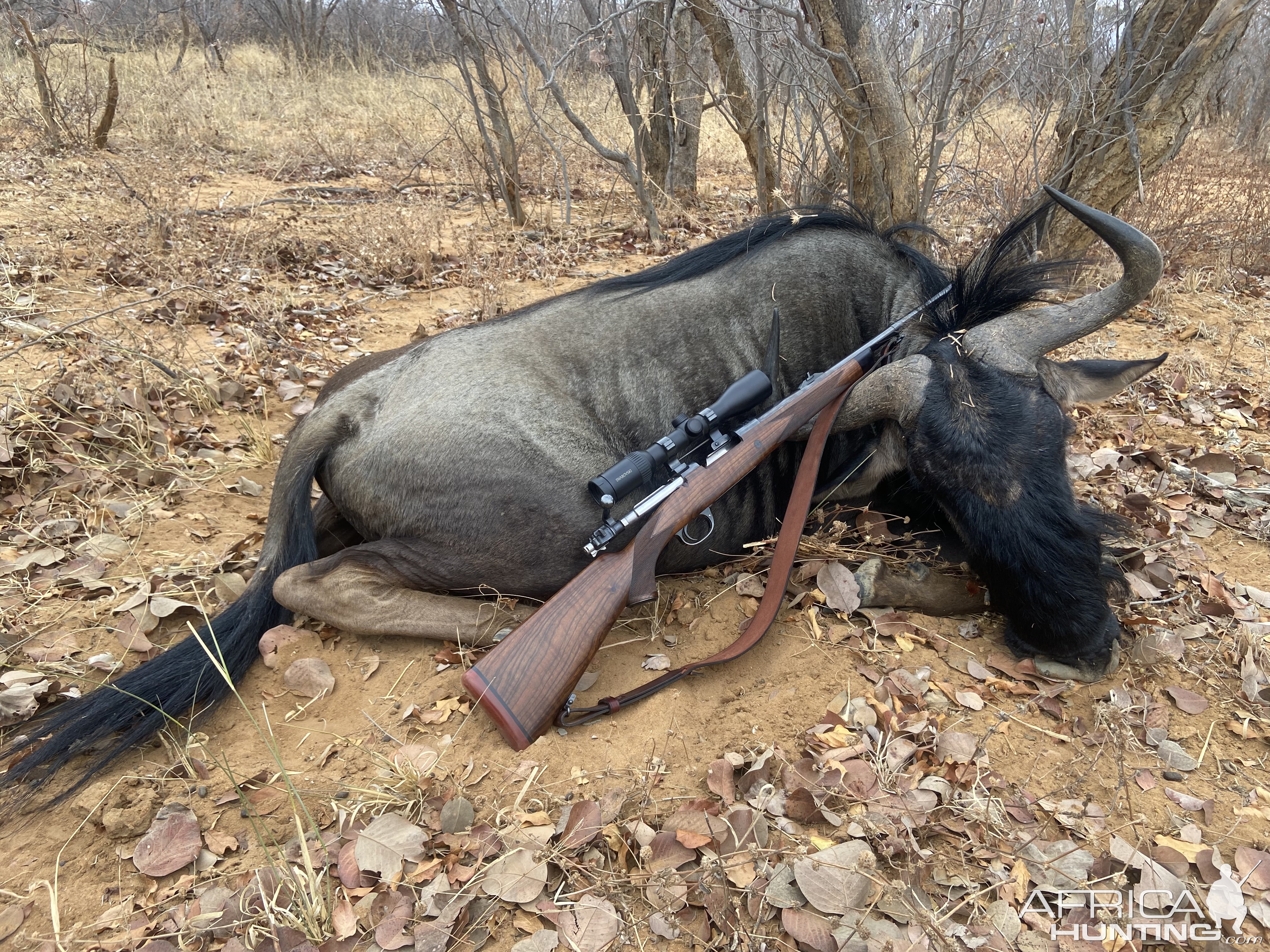 Blue Wildebeest Hunting South Africa