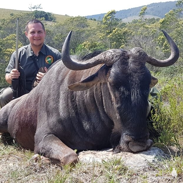 Blue Wildebeest Hunting South Africa