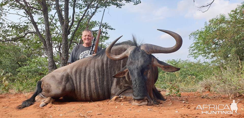 Blue Wildebeest Hunting South Africa