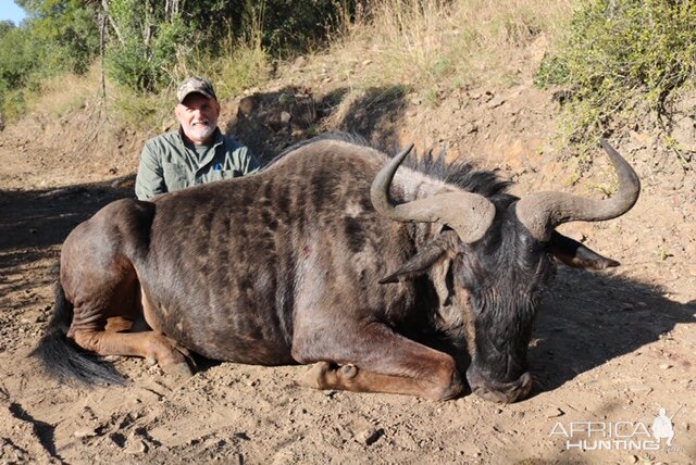 Blue Wildebeest Hunting South Africa