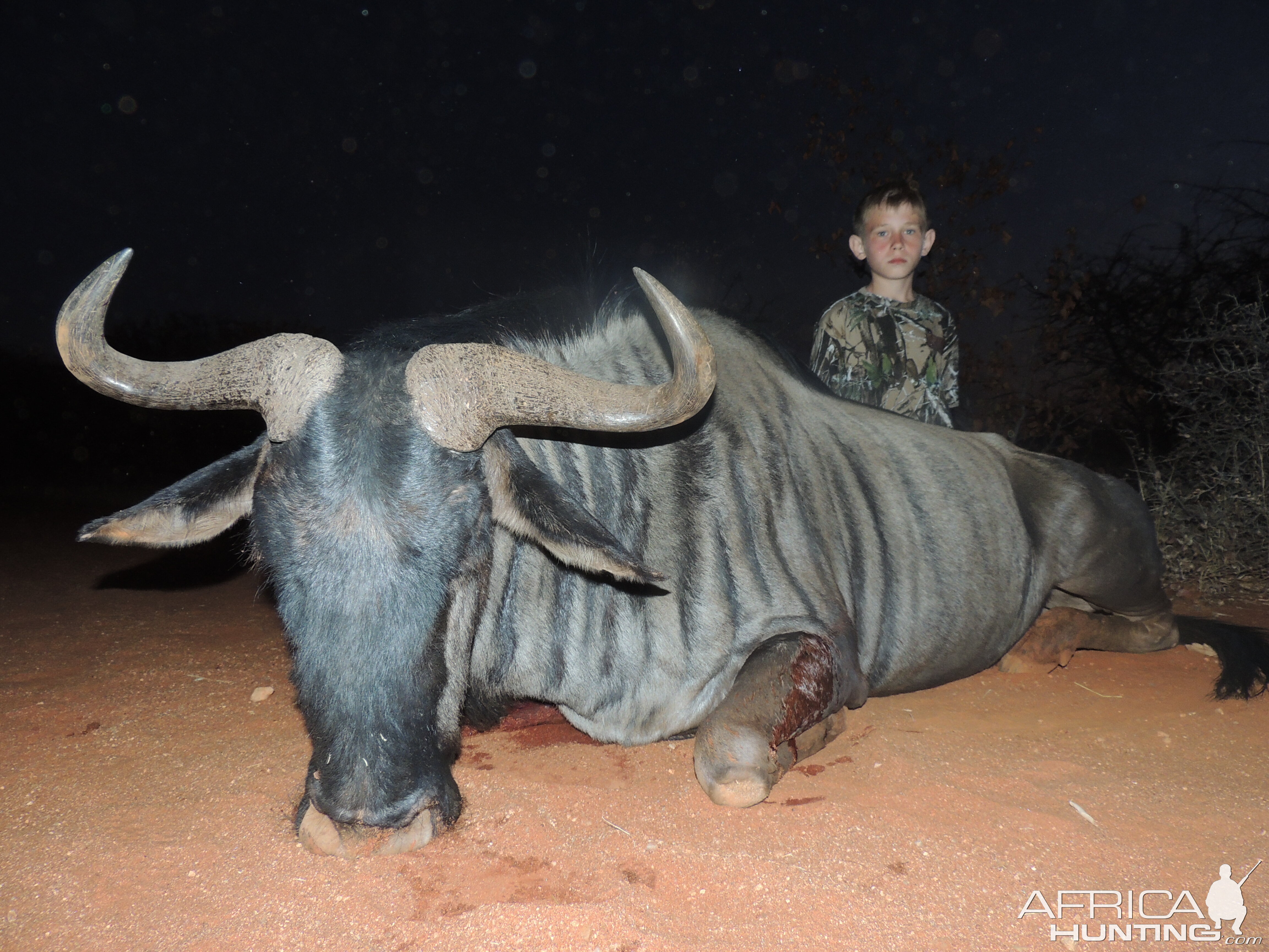 Blue Wildebeest Hunting South Africa