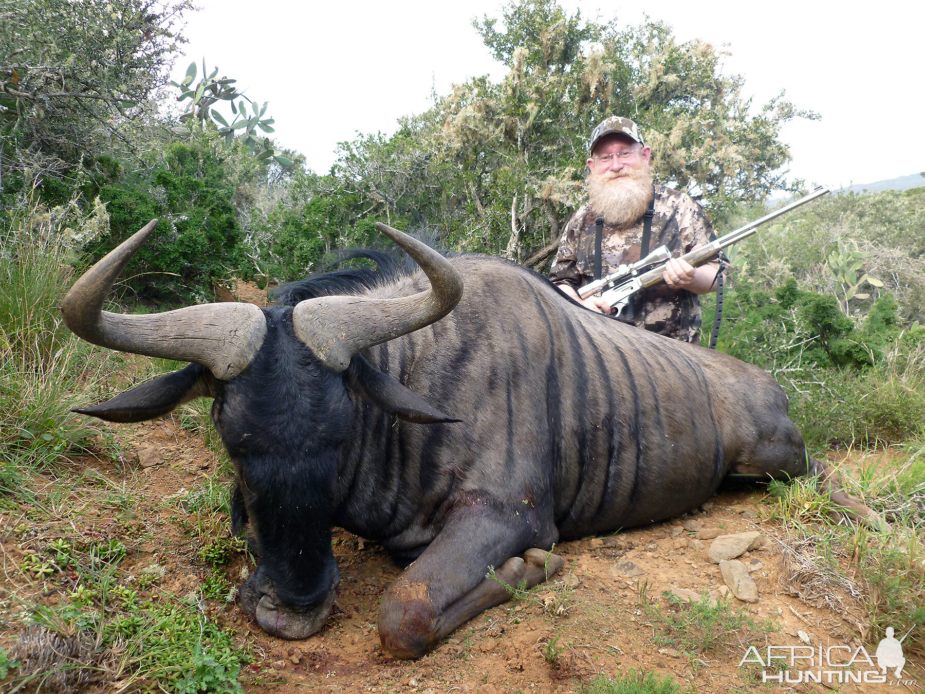 Blue Wildebeest Hunting