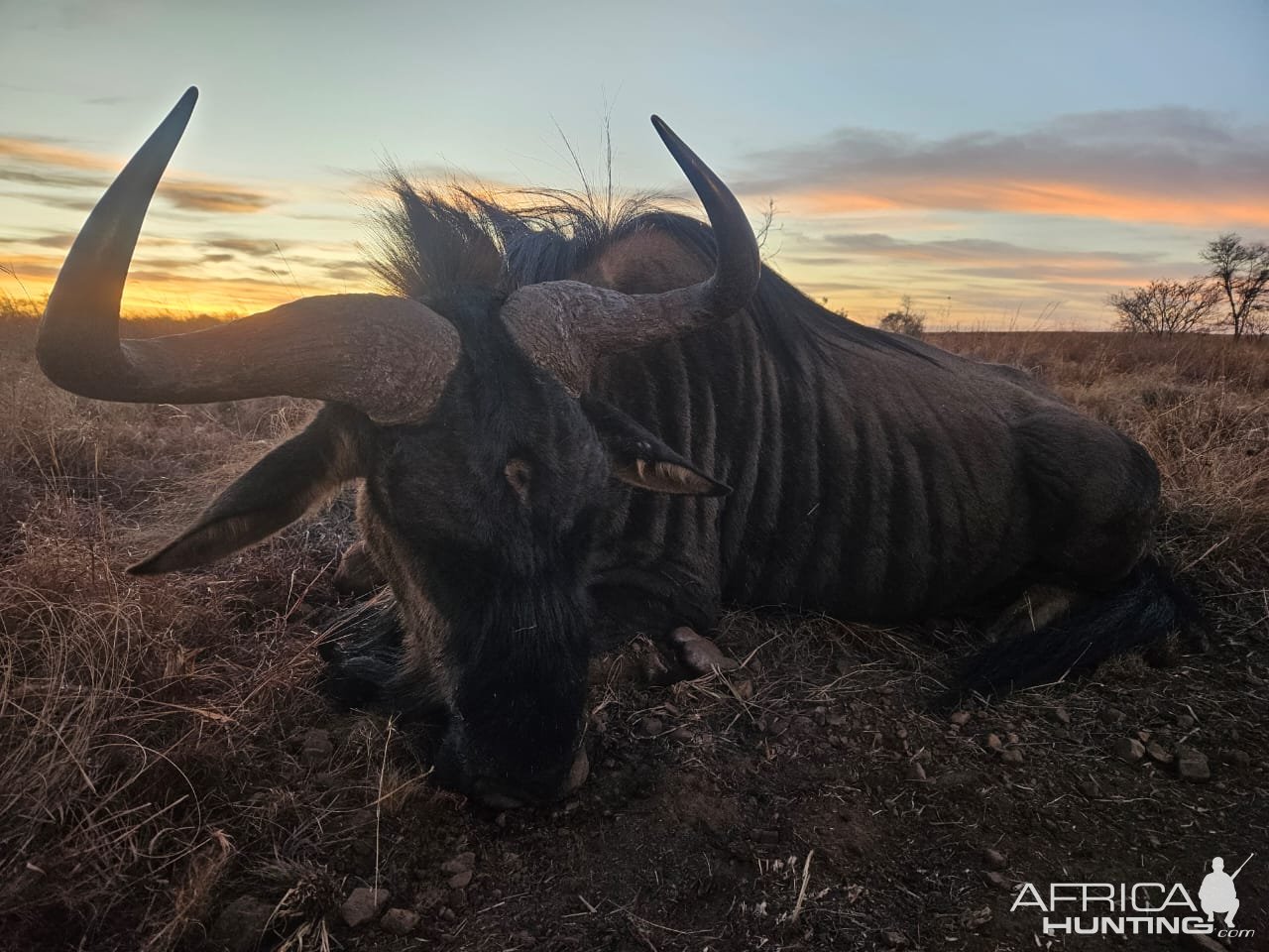 Blue Wildebeest Hunting