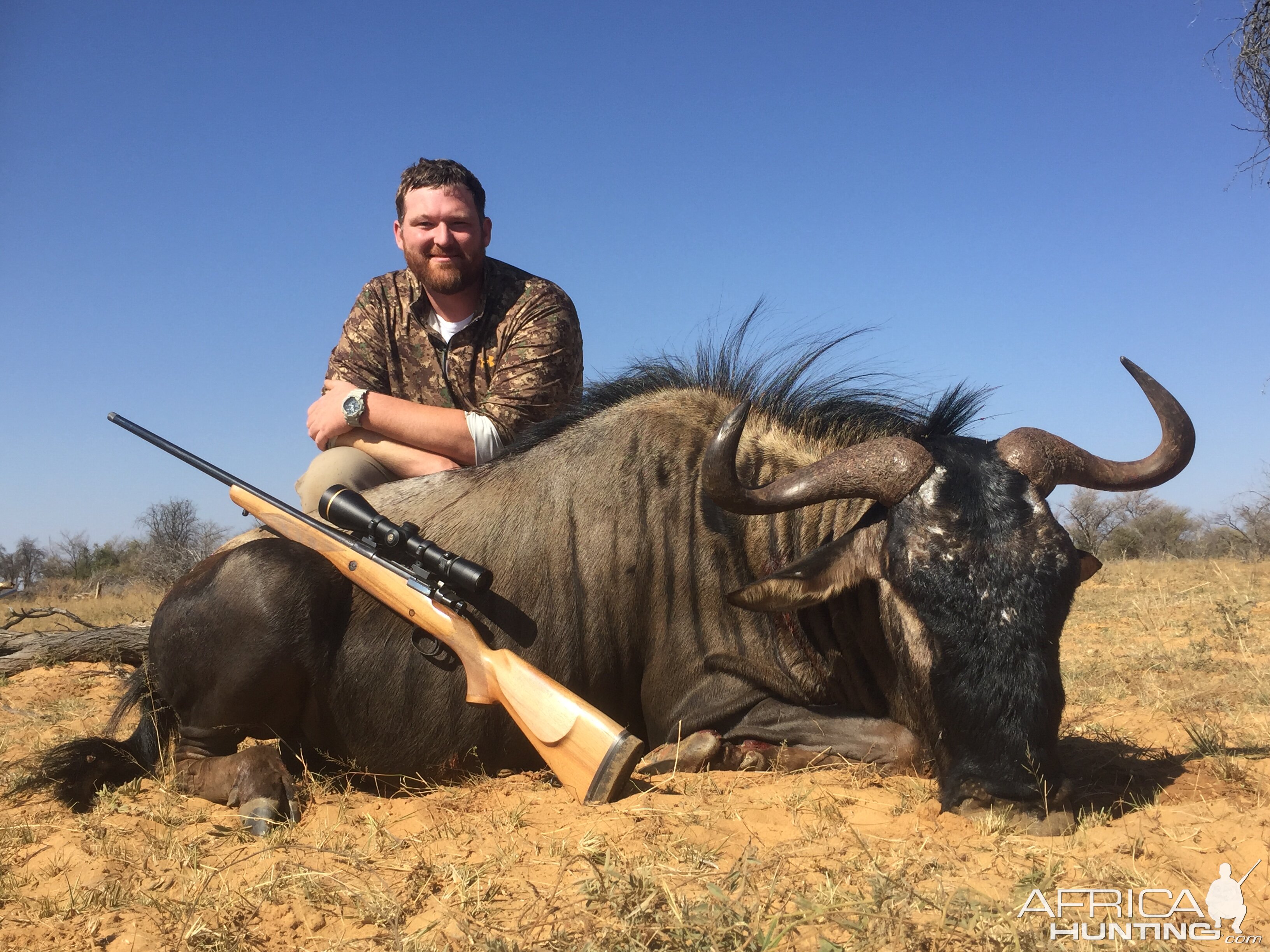 Blue Wildebeest Hunting